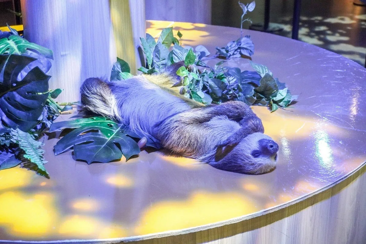 沖縄&nbsp;DMMかりゆし水族館