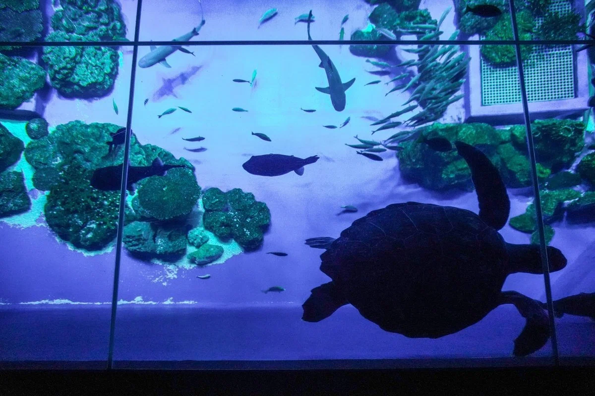 沖縄&nbsp;DMMかりゆし水族館