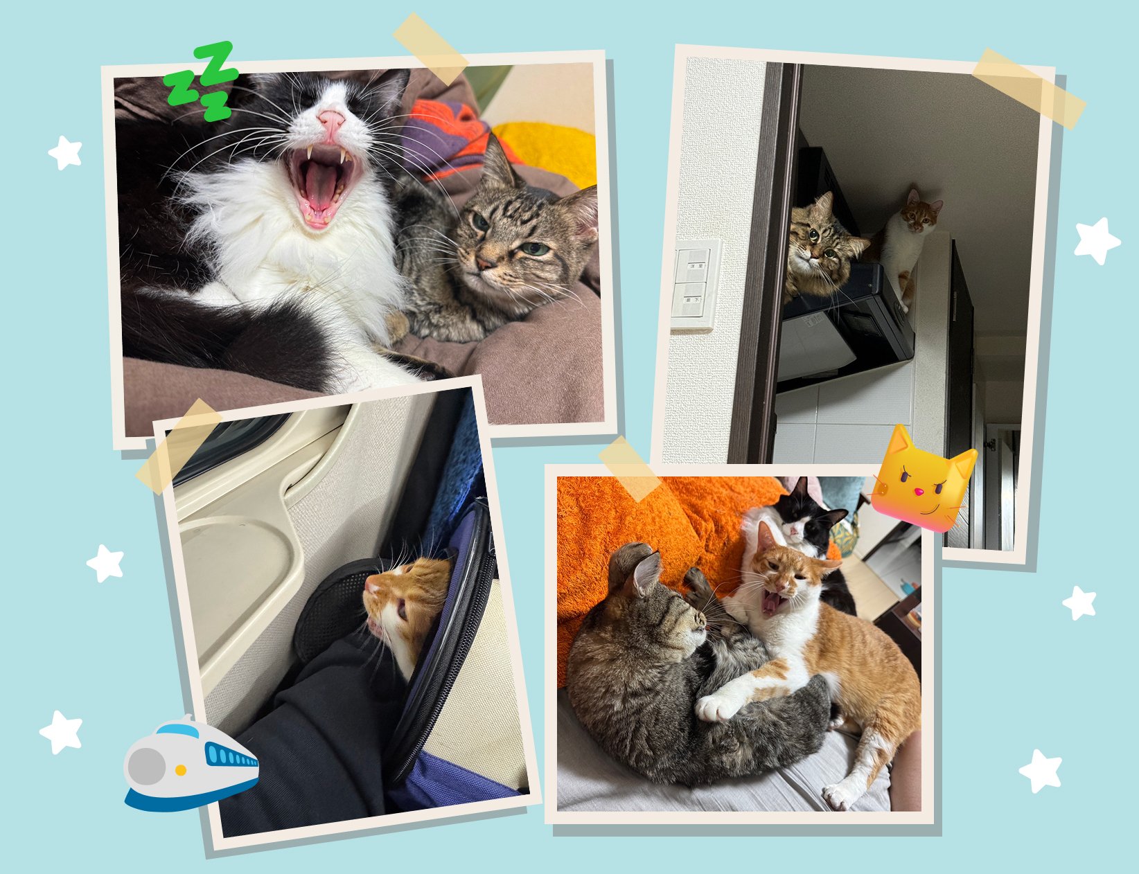 📅 猫の日特別企画🐱 もふもふ12選！社員のねこちゃん大集合💕｜東証