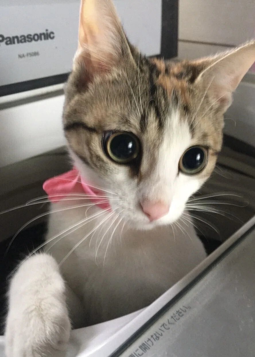 📅 猫の日特別企画🐱 もふもふ12選！社員のねこちゃん大集合💕｜東証