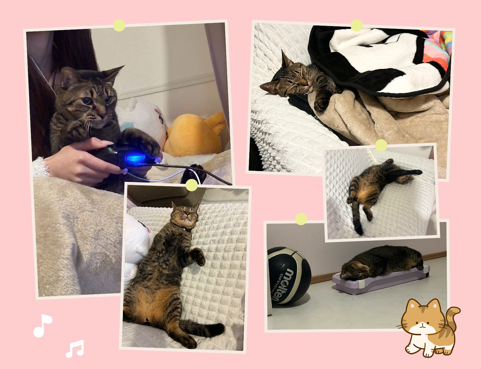 📅 猫の日特別企画🐱 もふもふ12選！社員のねこちゃん大集合