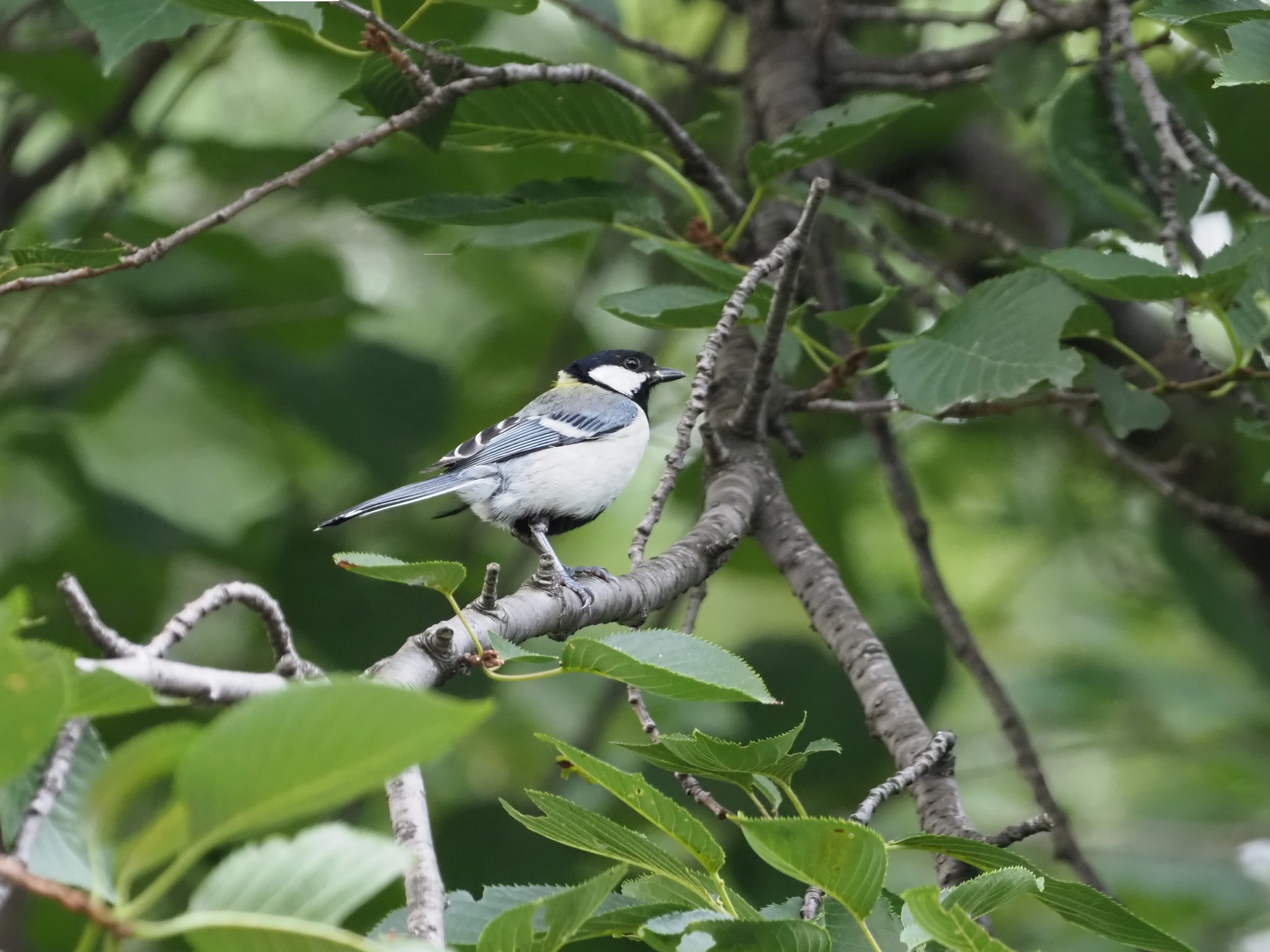  ヨルマ・ヴェンノラ Lintupuu 鳥たちの木 夏のソウル南山公園 ゆる野鳥観察#2｜韓国2023年7月｜羽草宗一