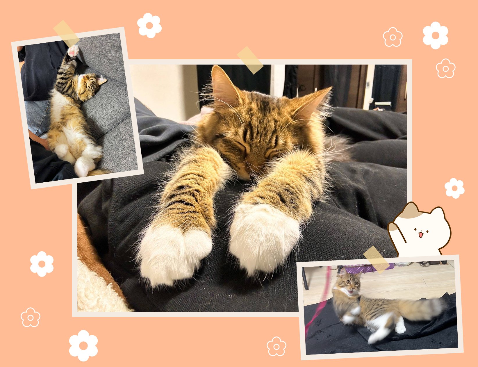 📅 猫の日特別企画🐱 もふもふ12選！社員のねこちゃん大集合💕｜東証