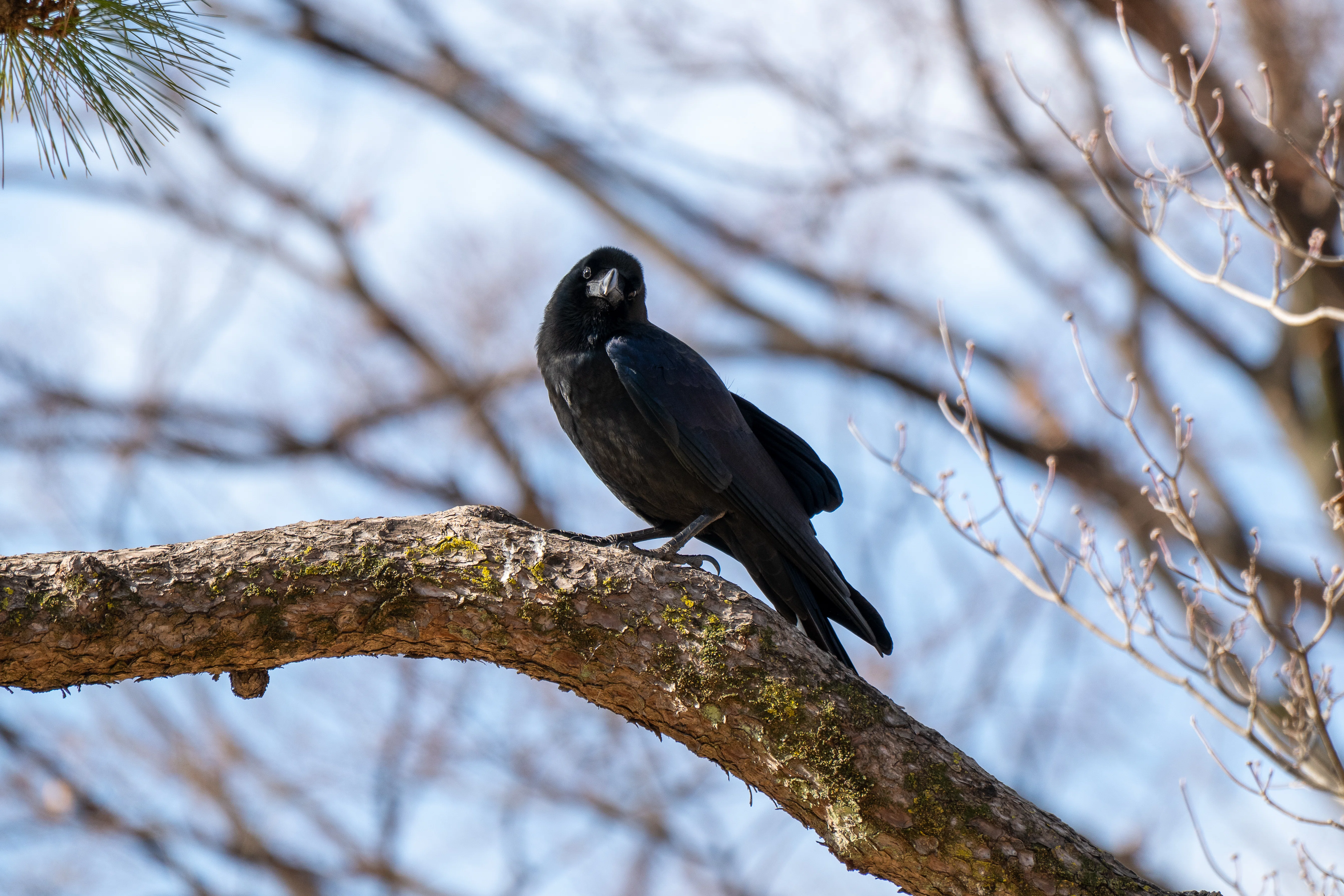 写真日記／都会の鳥｜とらお