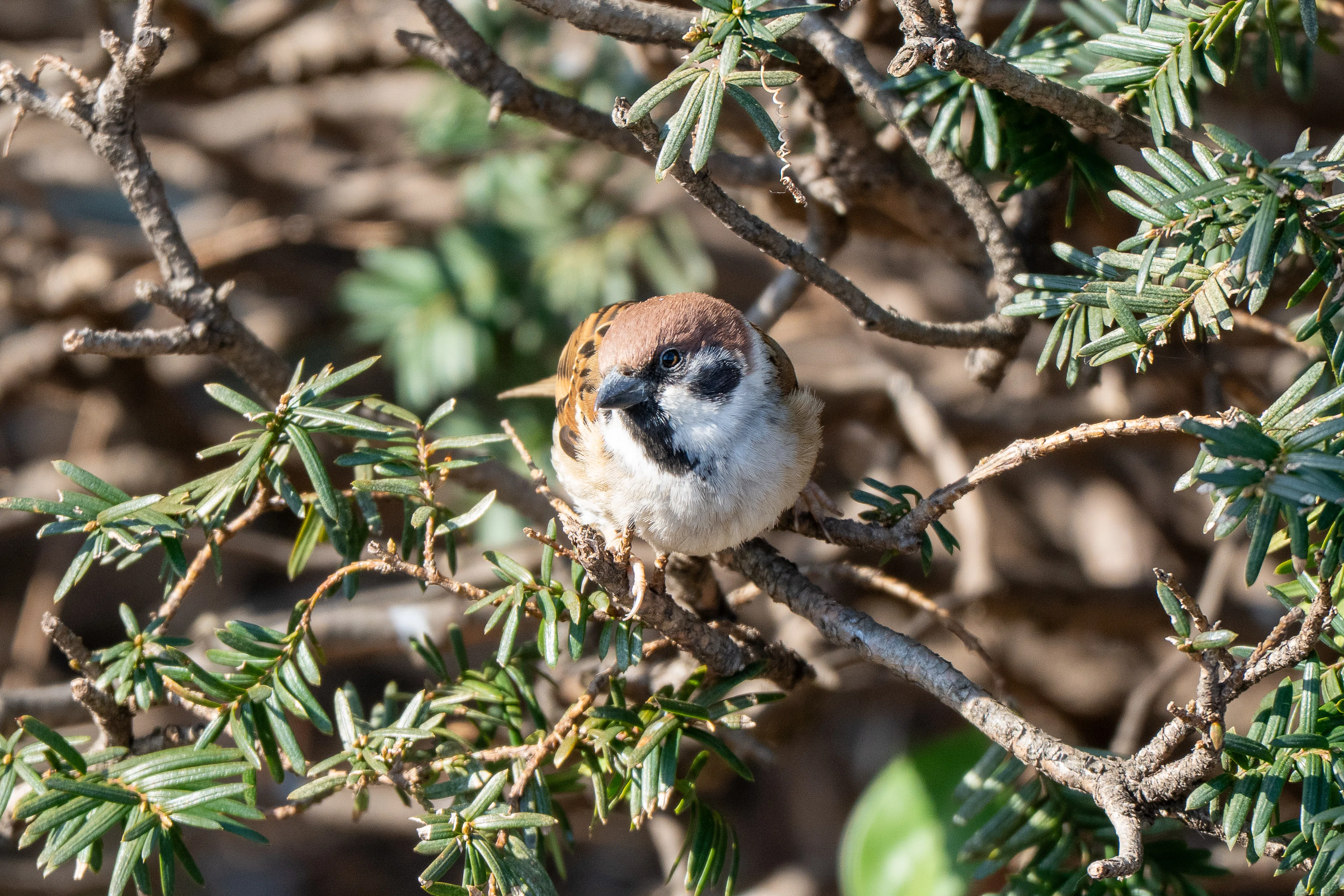 写真日記／都会の鳥｜とらお