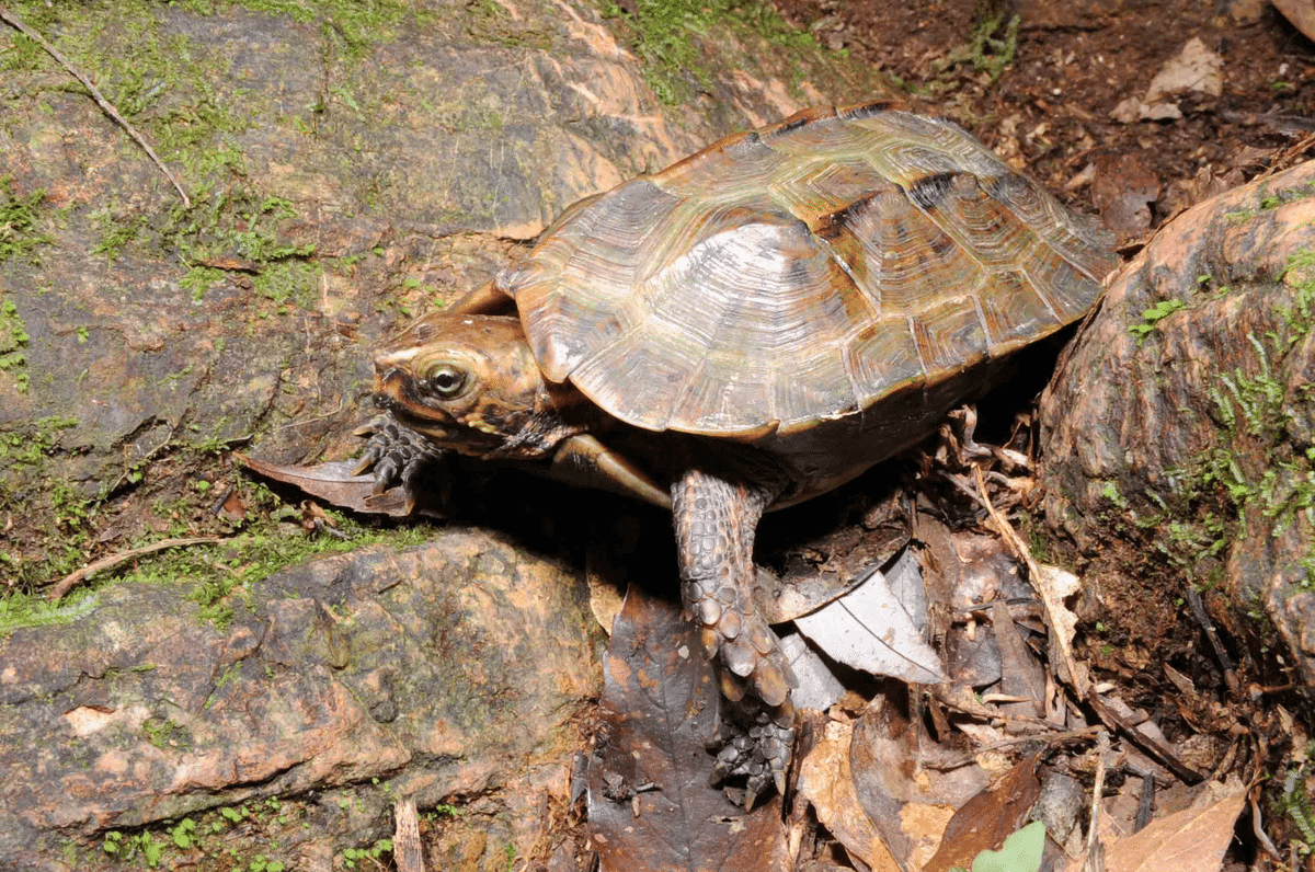 沖縄有毒害生物大事典 動物編 【沖縄・琉球・自然・生物