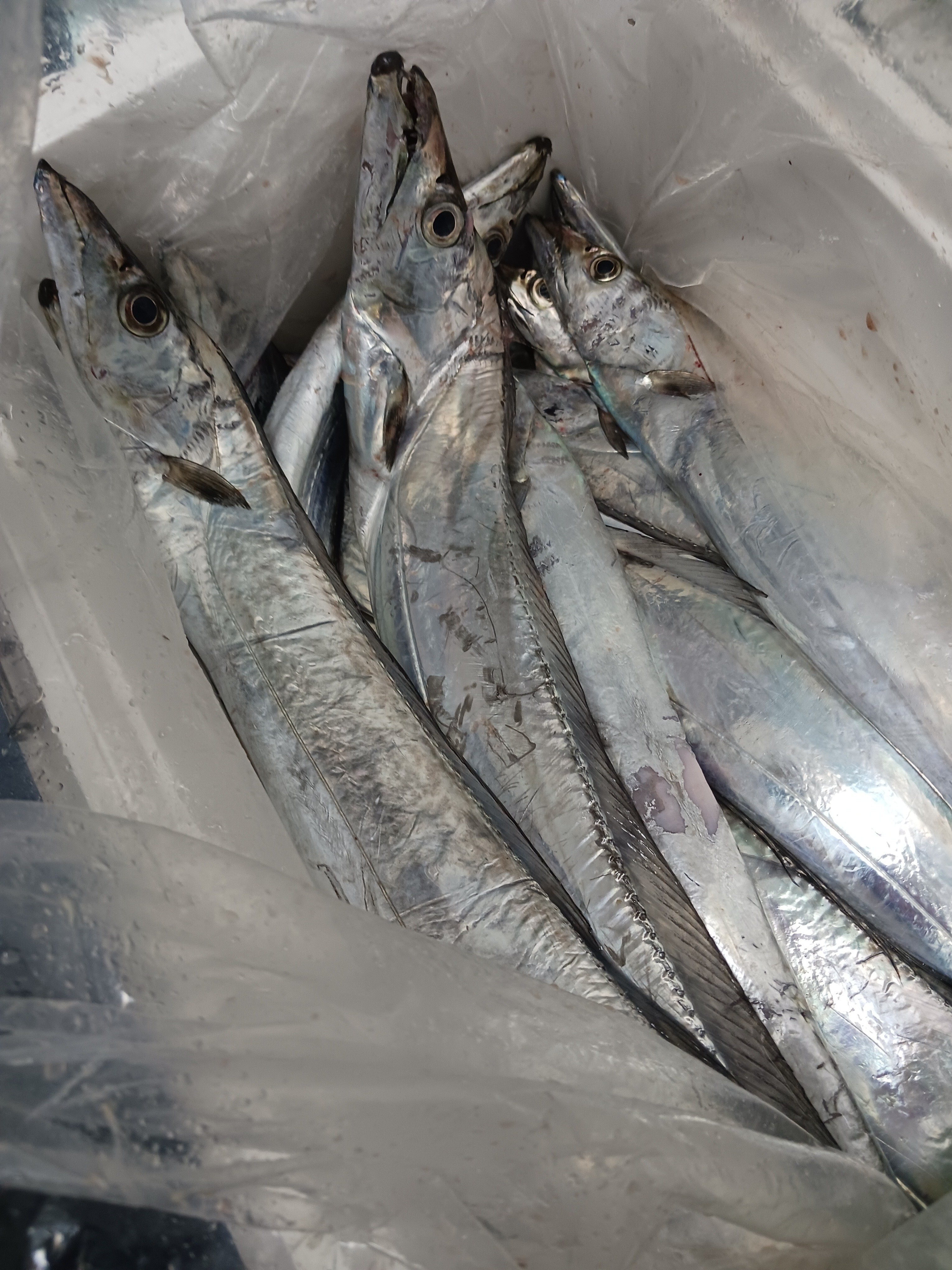 250216常磐日立タチウオジギング大さん弘漁丸｜HILLA-HILLA-JIGLLA