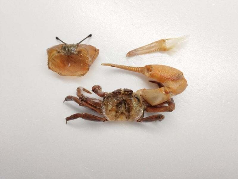 シオマネキの剥製を作ってみた｜魚道部！/ 剥製師 力石眞弘 (ﾁｶﾗｲｼ ﾏｻﾋﾛ)