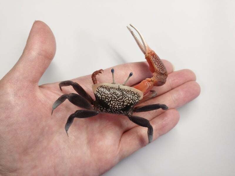 シオマネキの剥製を作ってみた｜魚道部！/ 剥製師 力石眞弘 (ﾁｶﾗｲｼ ﾏｻﾋﾛ)