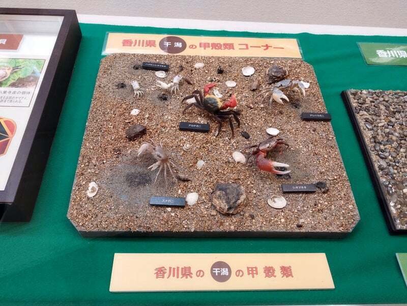 シオマネキの剥製を作ってみた｜魚道部！/ 剥製師 力石眞弘 (ﾁｶﾗｲｼ ﾏｻﾋﾛ)