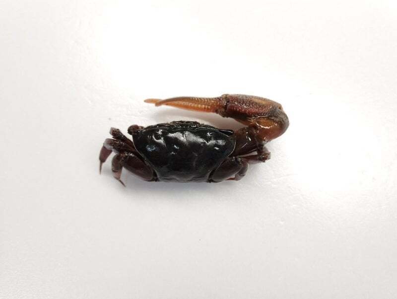 剥製 シオマネキの剥製を作ってみた｜魚道部！/ 剥製師 力石眞弘 (ﾁｶﾗｲｼ ﾏｻﾋﾛ)