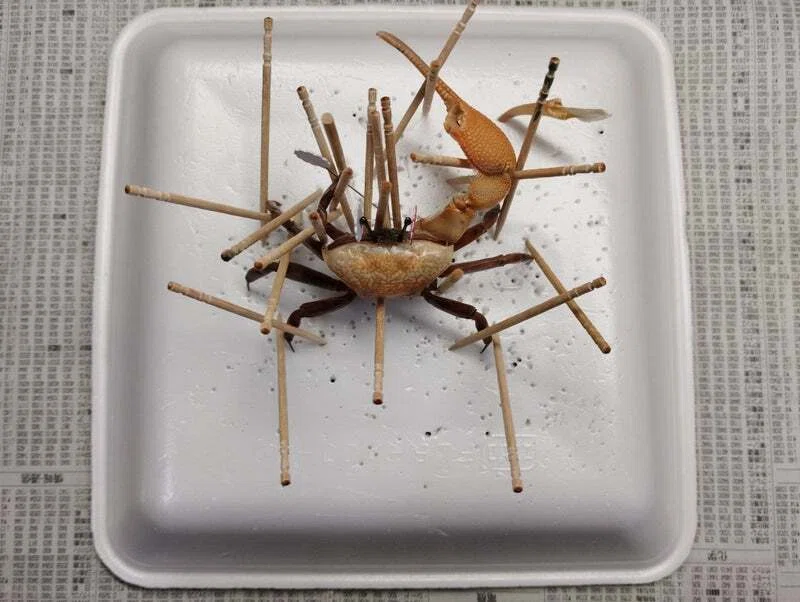 シオマネキの剥製を作ってみた｜魚道部！/ 剥製師 力石眞弘 (ﾁｶﾗｲｼ ﾏｻﾋﾛ)