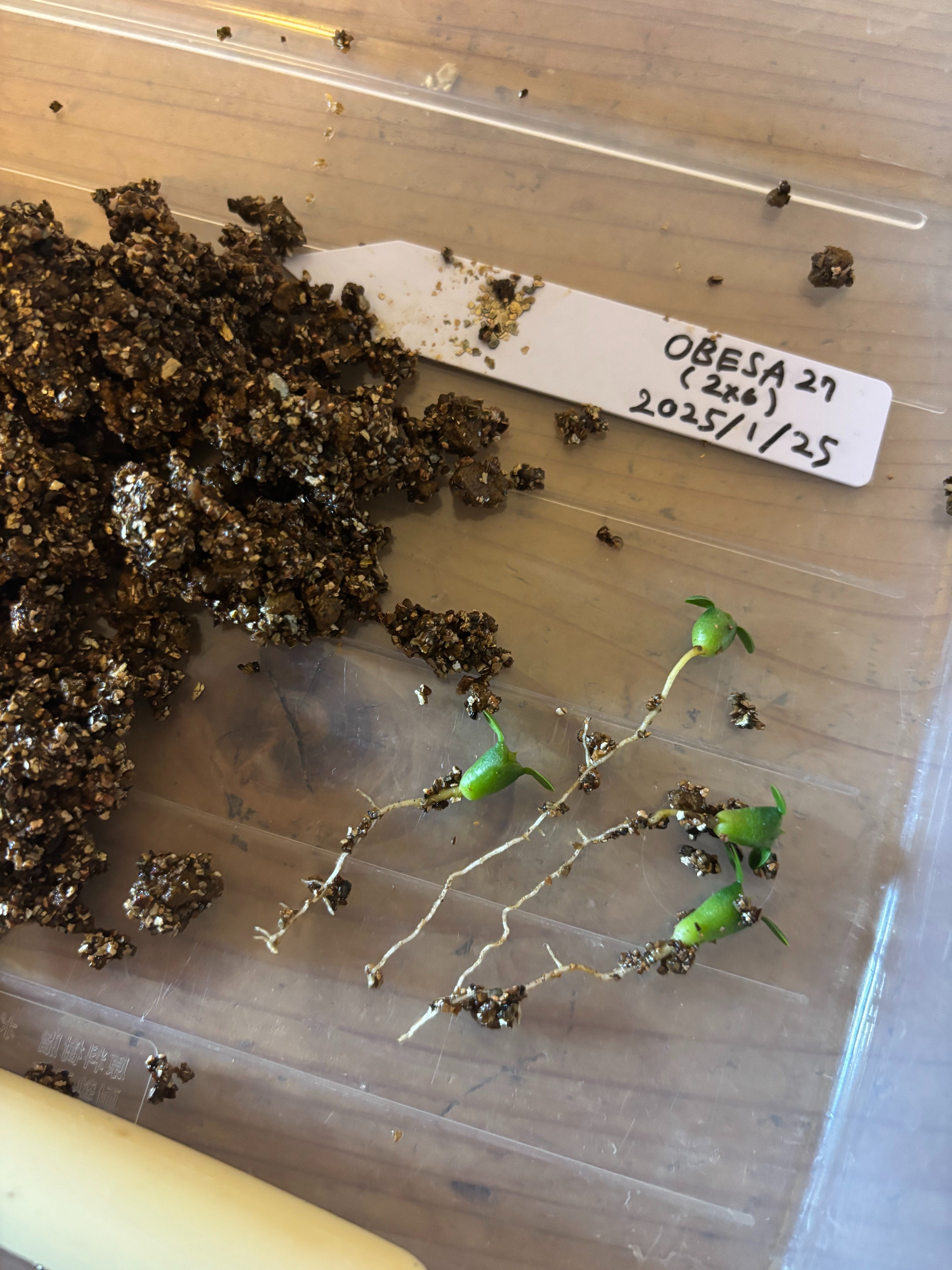 記録]オベサ27の成長記録（自家採取・実生兄弟編）｜園芸バタフライ