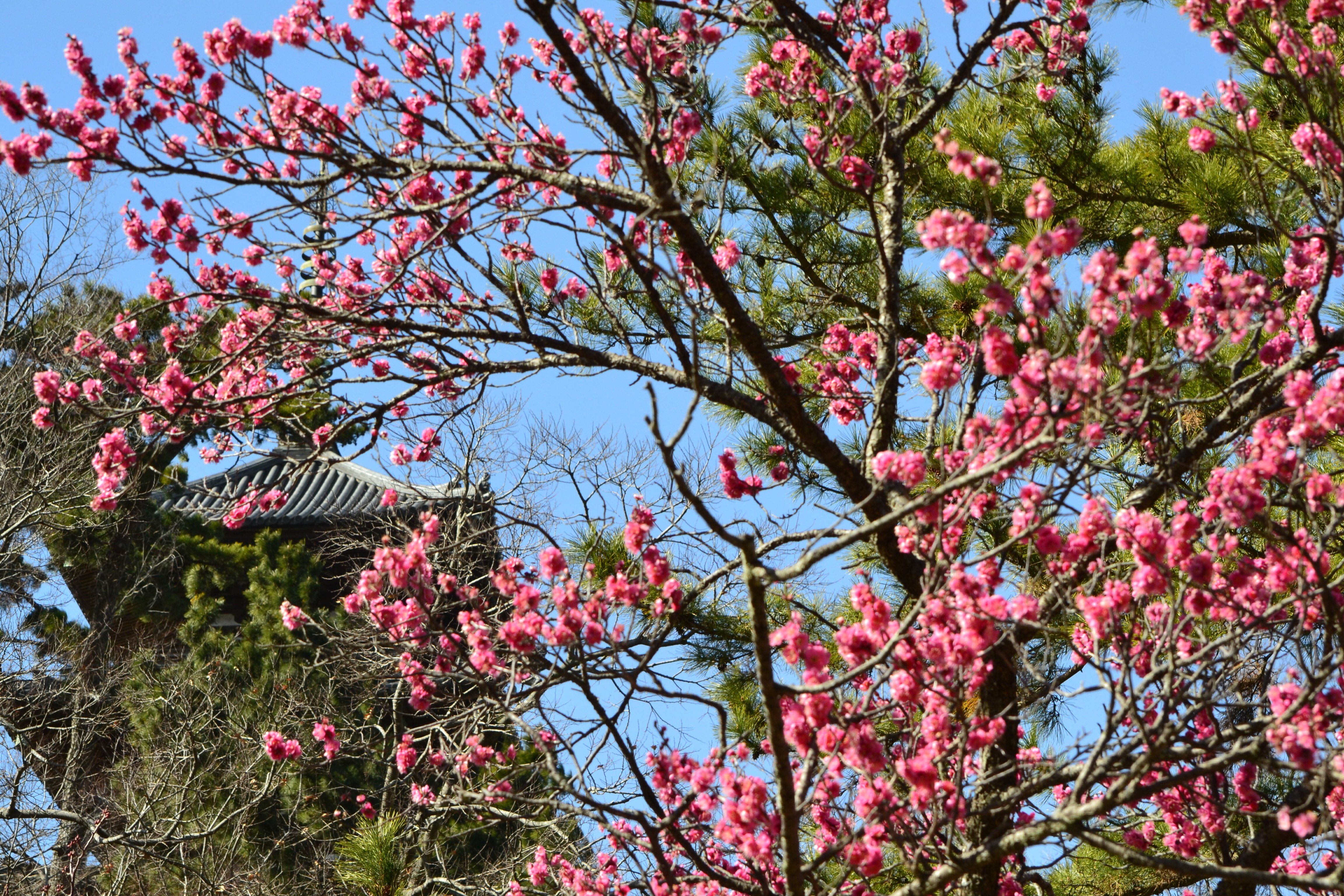 臥龍梅（横浜三渓園) DSC08821TS1.jpg