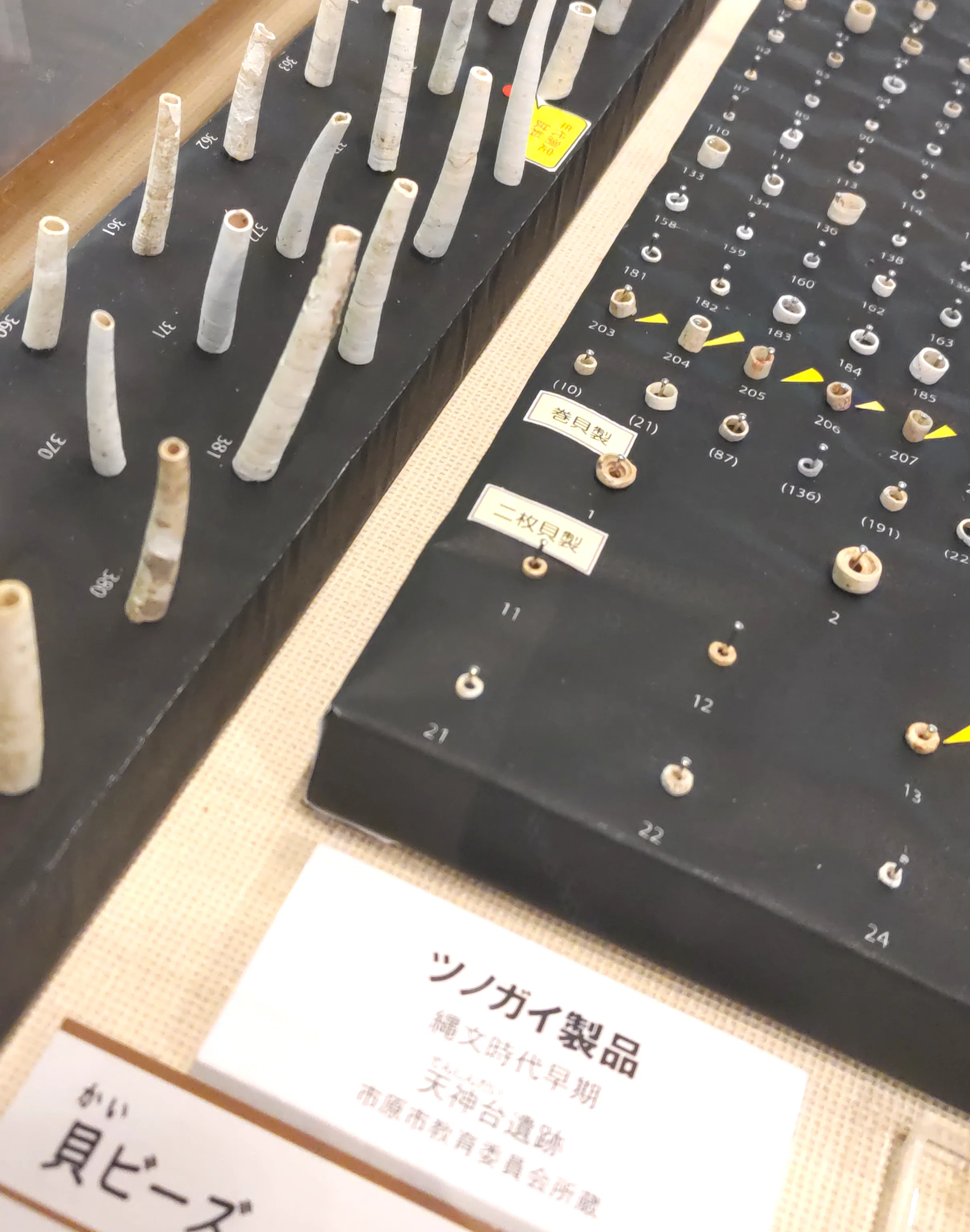 縄文時代の「三種の貝器」 /「貝と人」展から｜のんてり