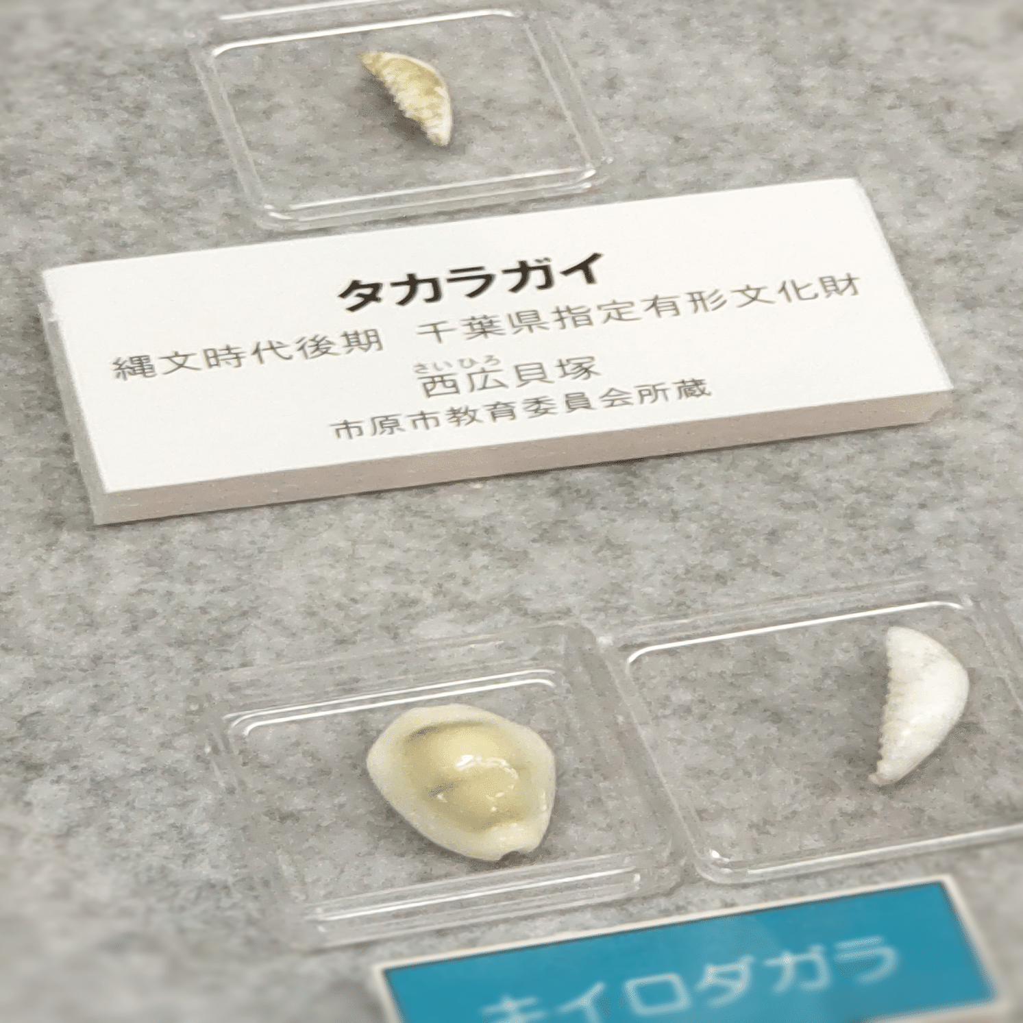 縄文時代の「三種の貝器」 /「貝と人」展から｜のんてり