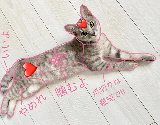 猫の日特別企画 うちの子可愛い！猫自慢2025｜ウイングアーク1st