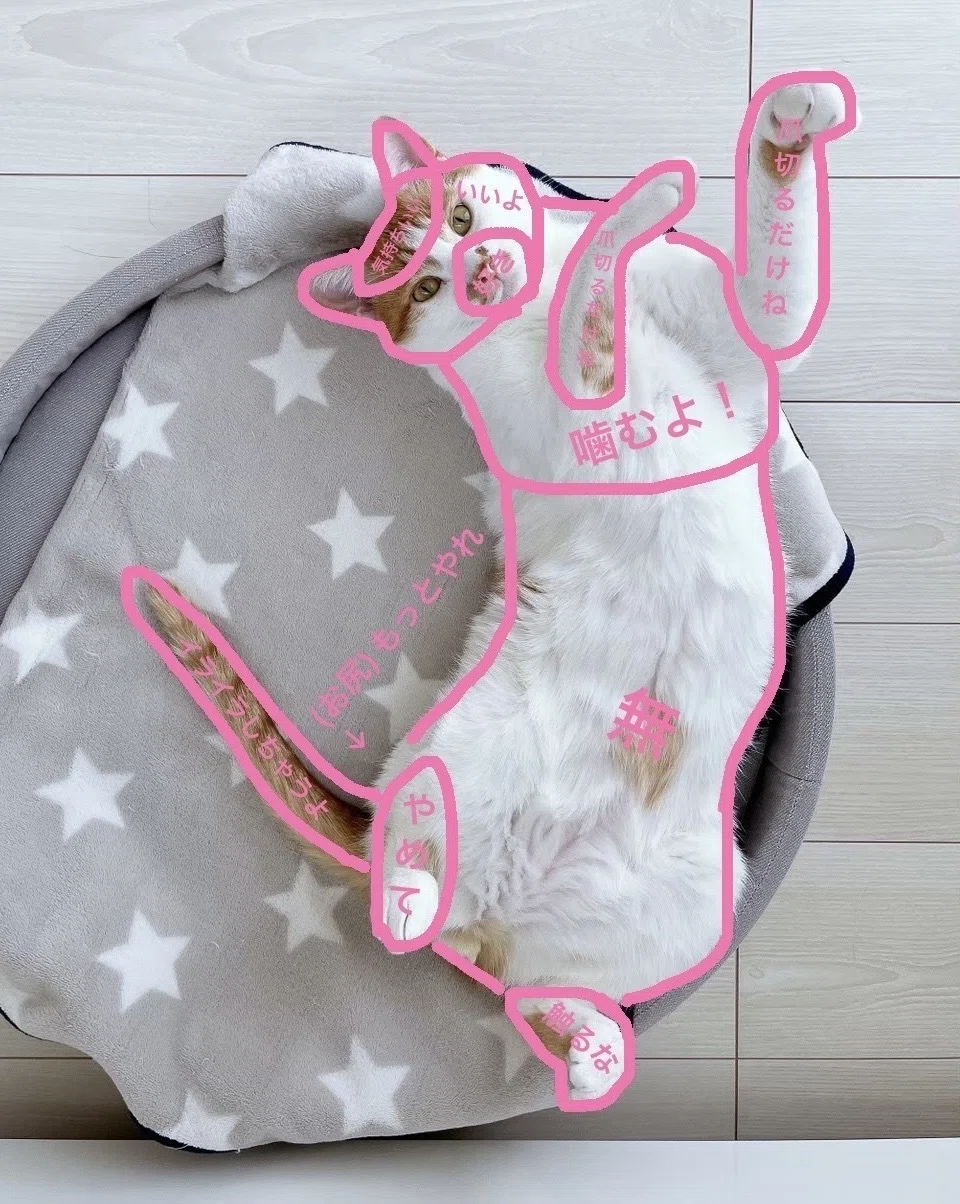 猫の日特別企画 うちの子可愛い！猫自慢2025｜ウイングアーク1st