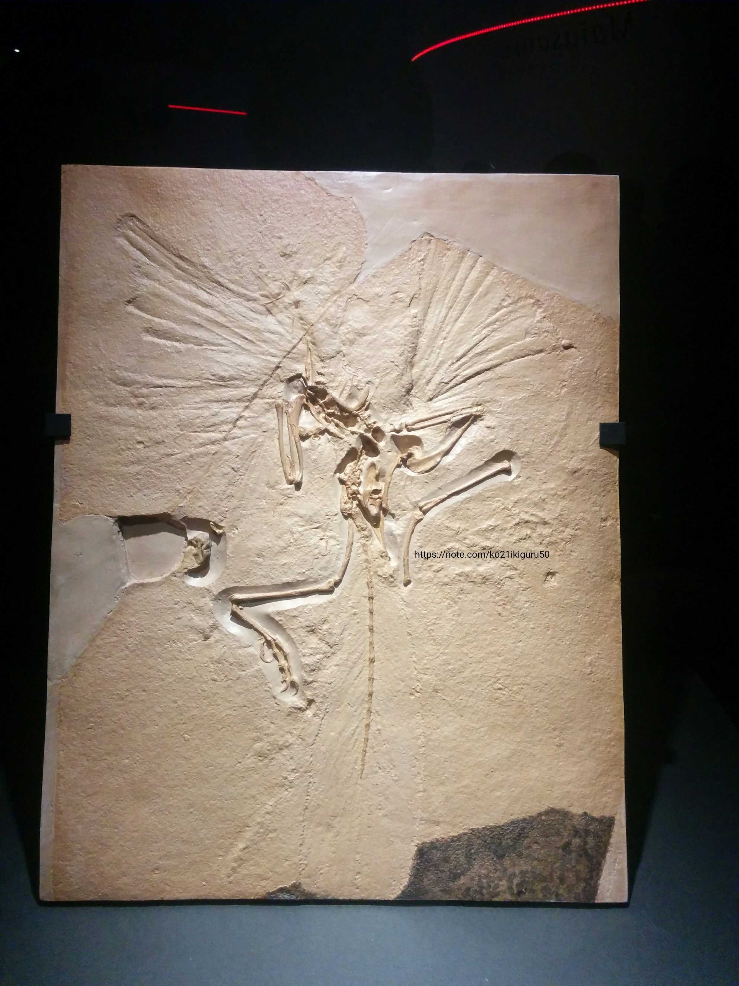 1億5000万年前のジュラ紀に「鳥」がいた可能性｜いきものぐるり