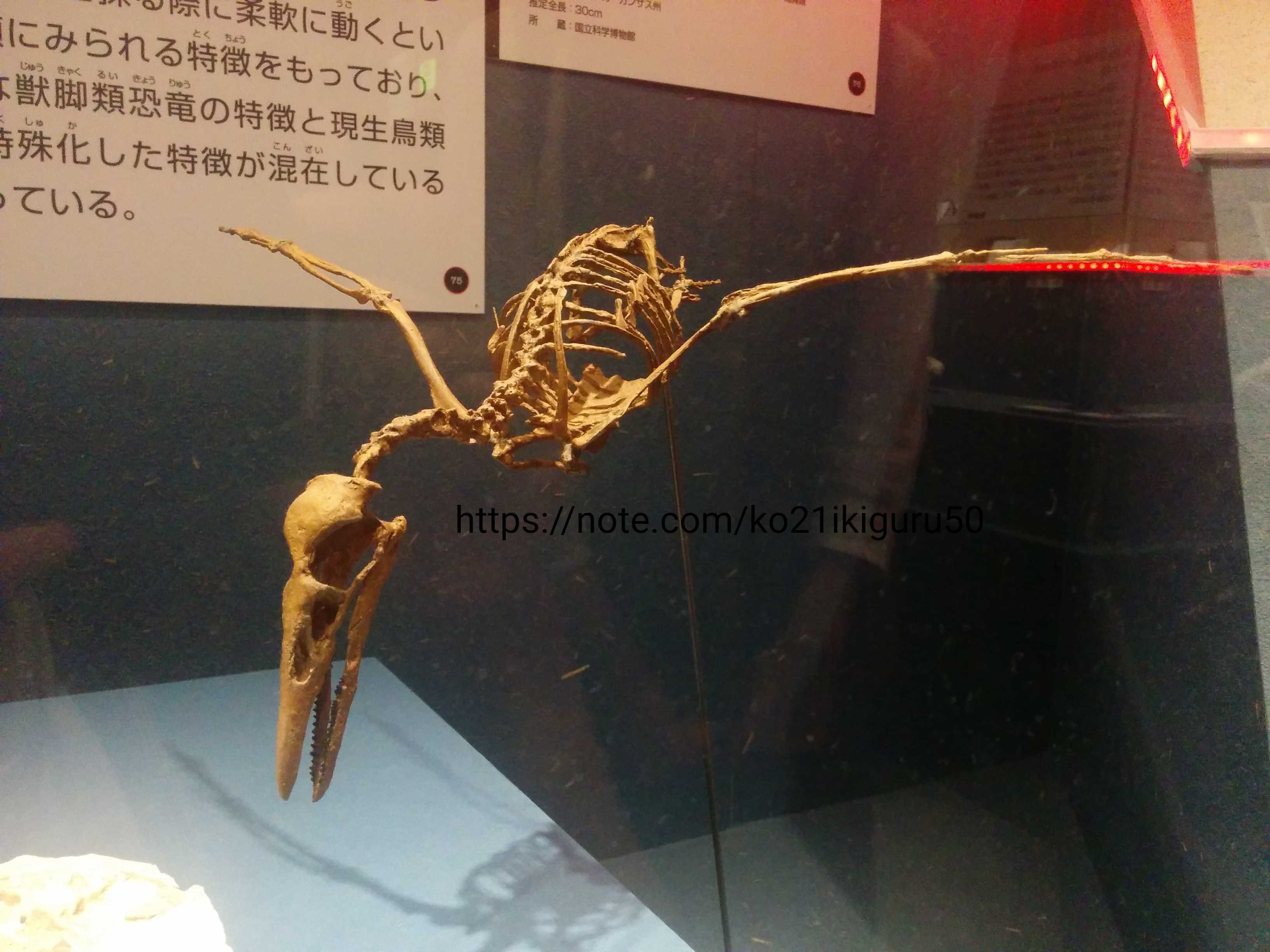 1億5000万年前のジュラ紀に「鳥」がいた可能性｜いきものぐるり