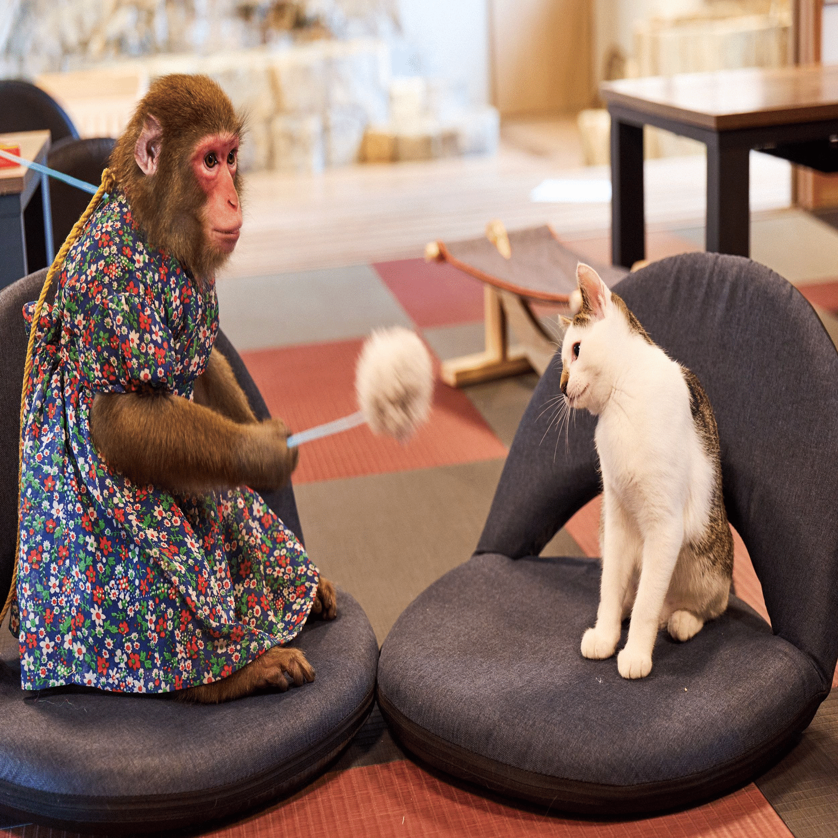 日光さる軍団】おさるランド＆アニタウン 割引チケットや当日券はある