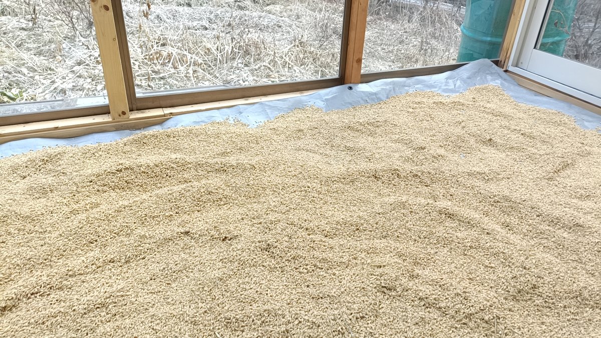 籾の水分量｜shanthi-usui