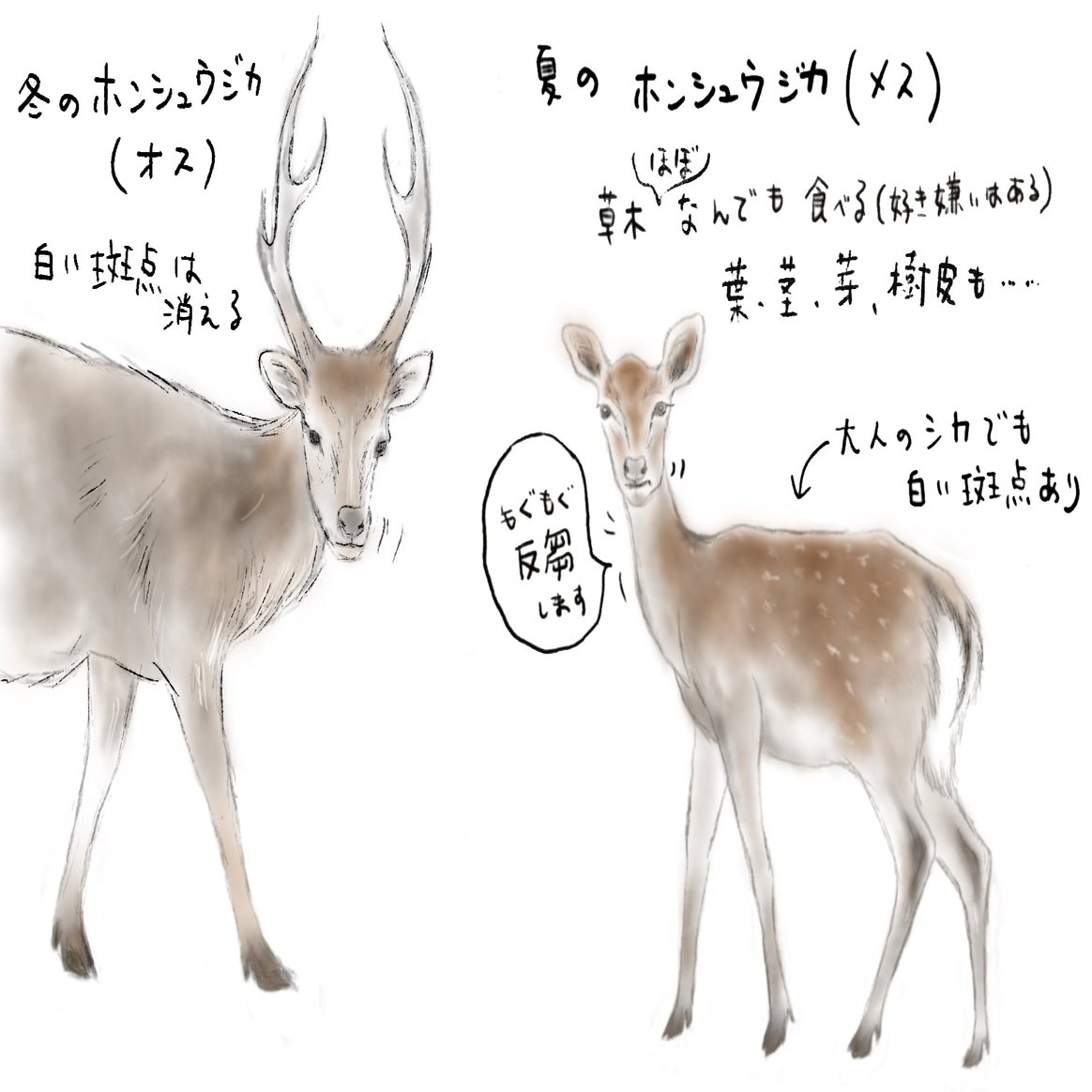 はむらZOO小噺: 秋到来！？, image size:1784x1164