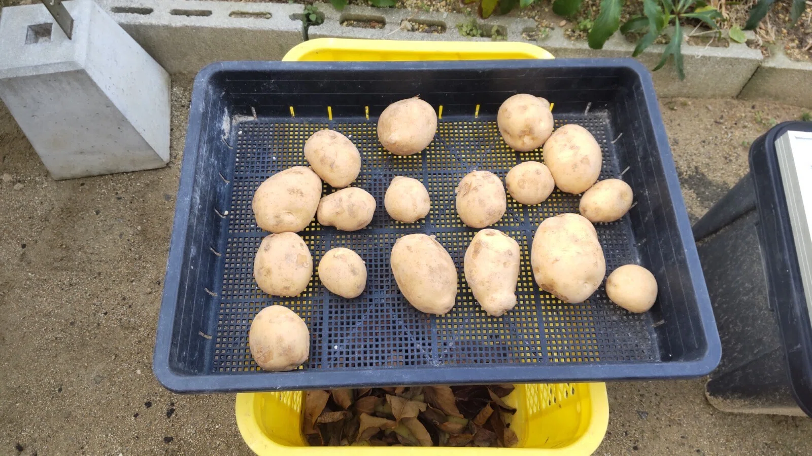 じゃがいも栽培の準備｜ぬくみねっと