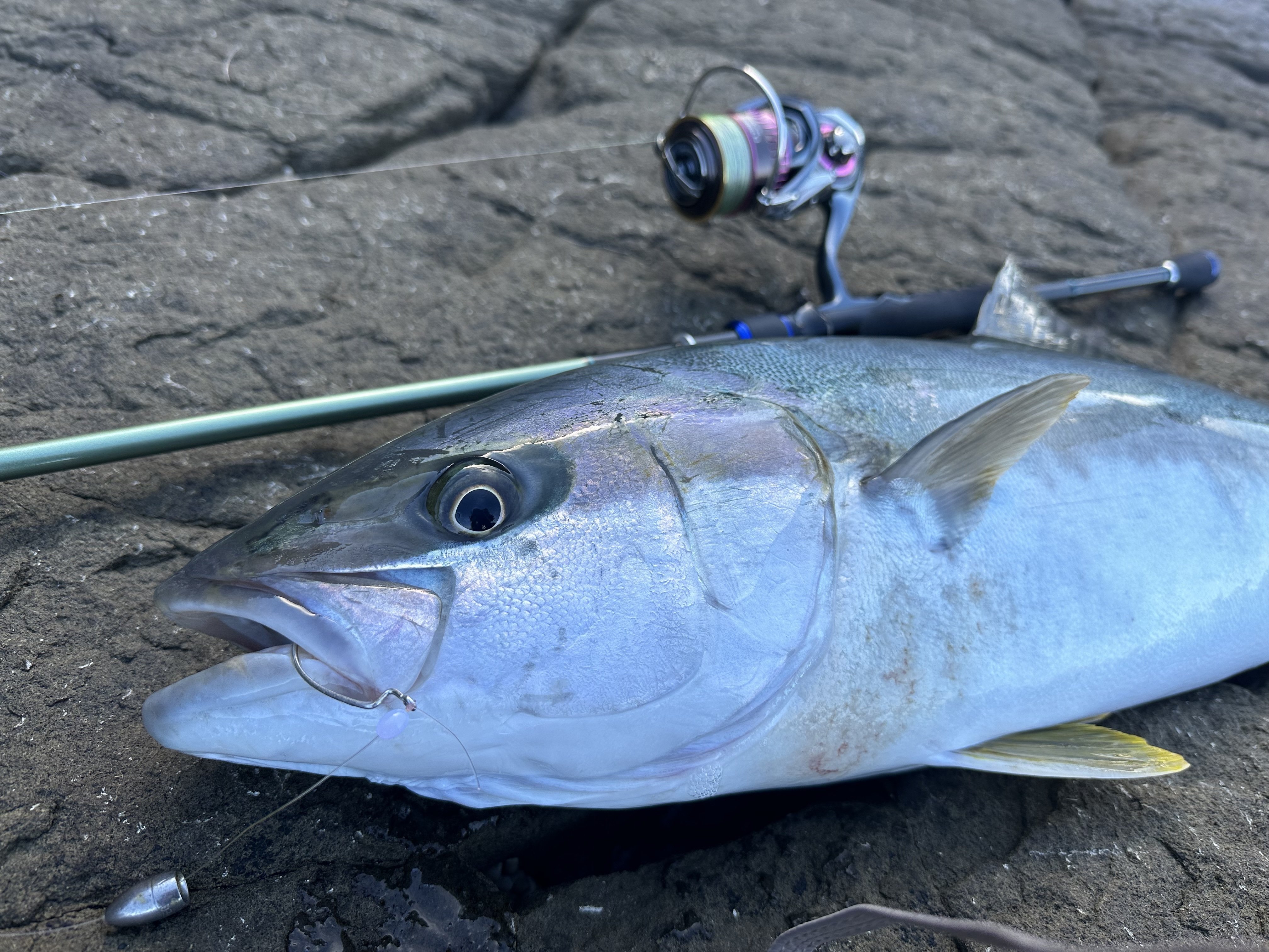 佐渡の磯ヒラマサ】ロックフィッシュ用のタックルでも釣れた理由を考察
