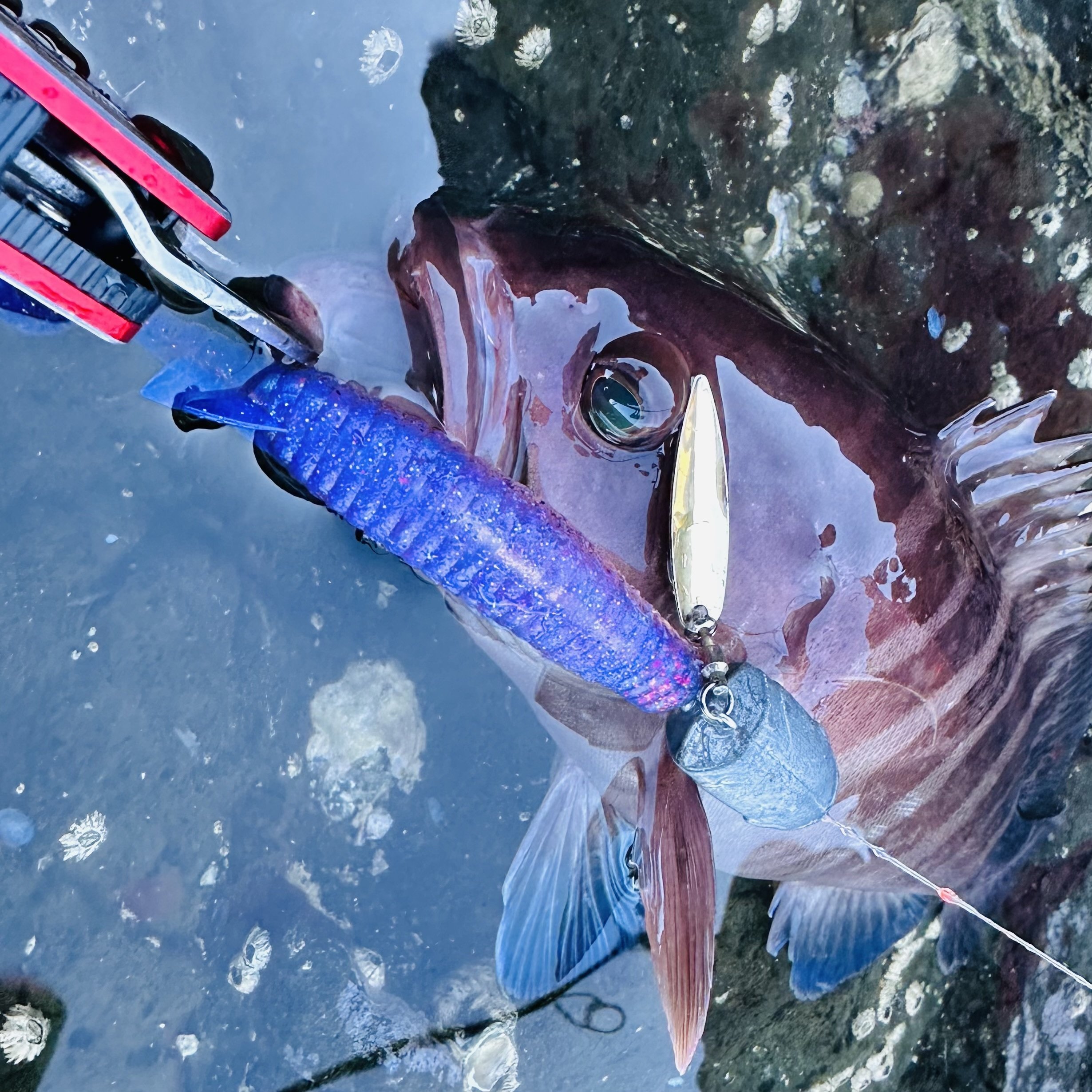 佐渡の磯ヒラマサ】ロックフィッシュ用のタックルでも釣れた理由を考察