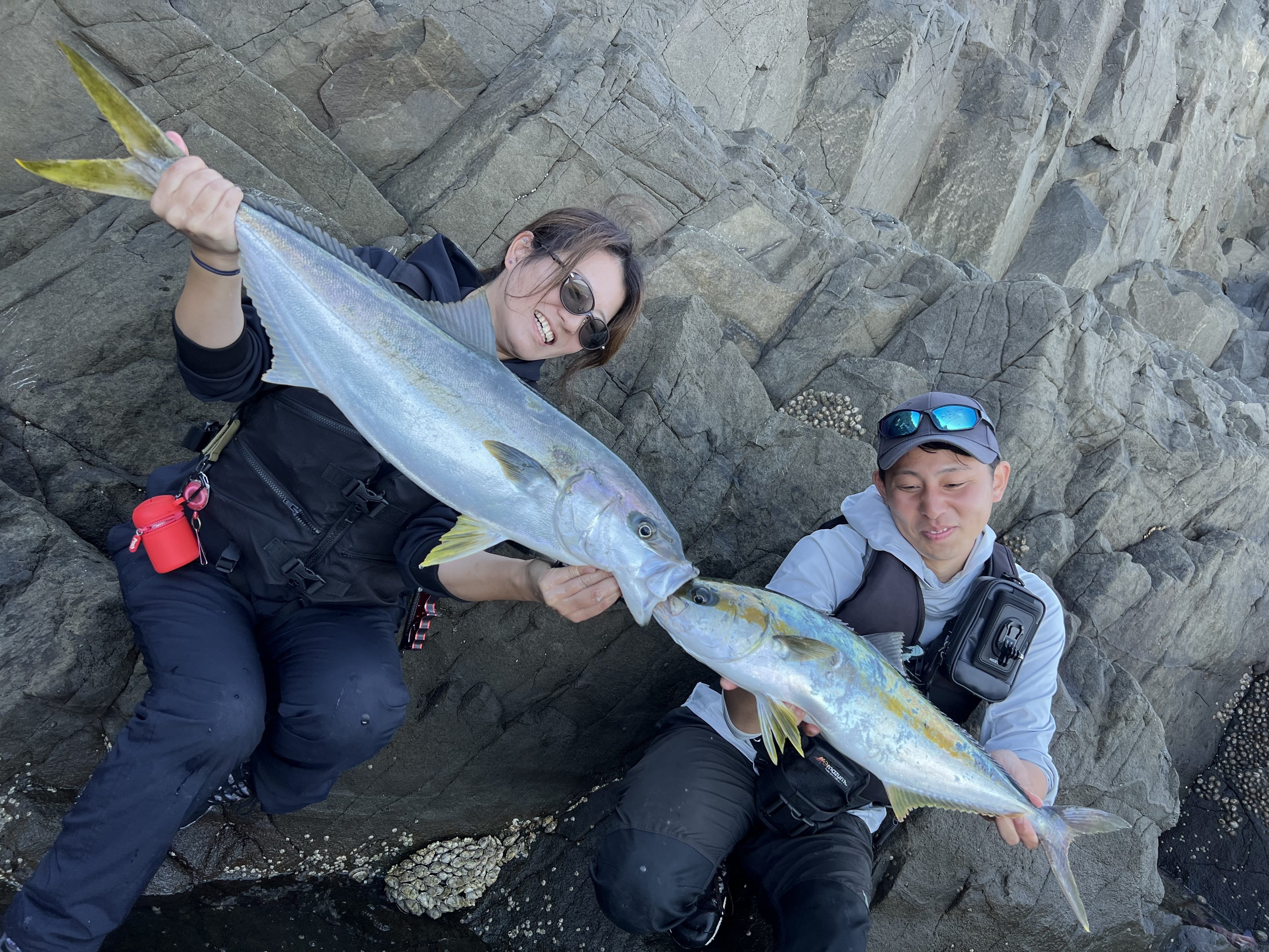 佐渡の磯ヒラマサ】ロックフィッシュ用のタックルでも釣れた理由を考察