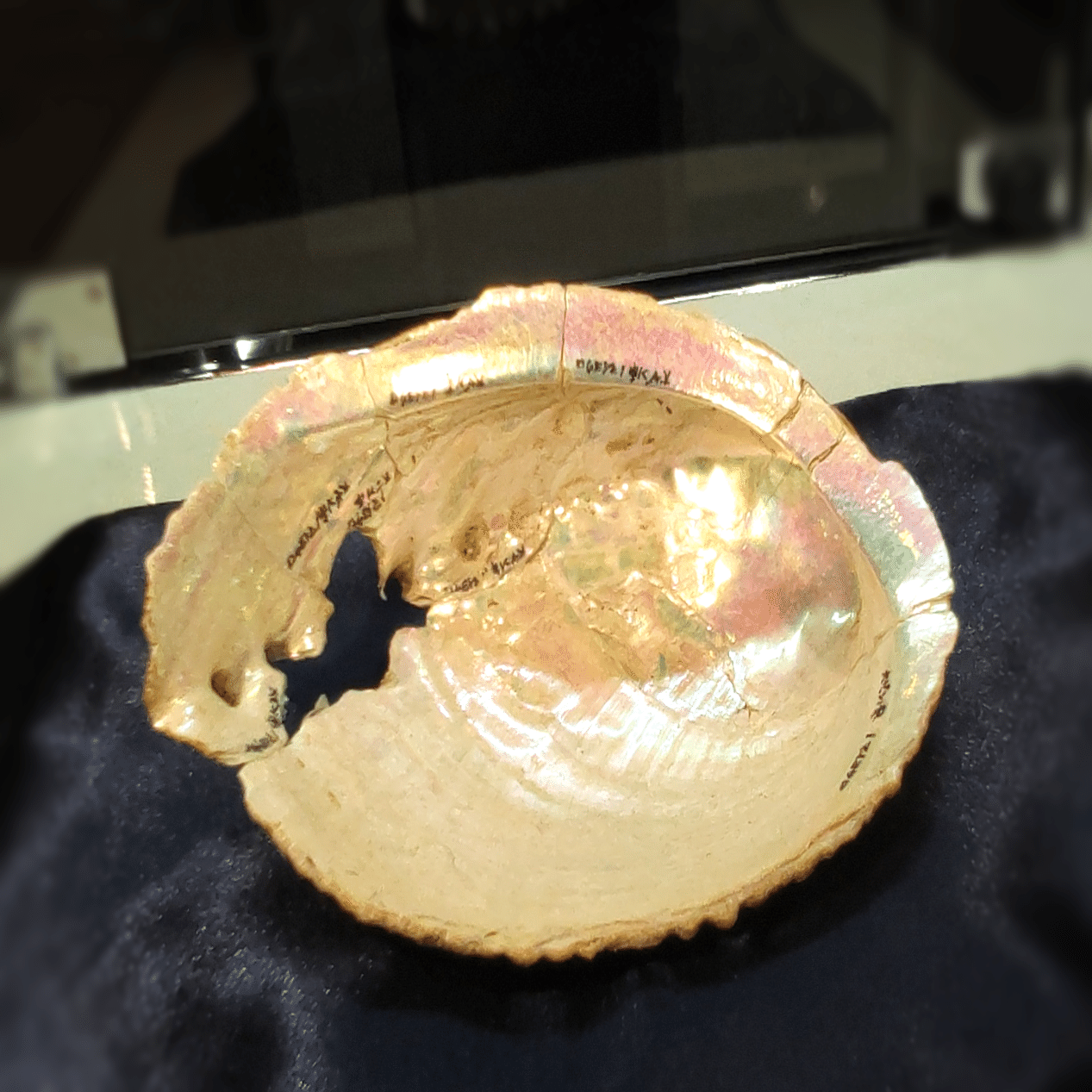 縄文時代の「三種の貝器」 /「貝と人」展から｜のんてり