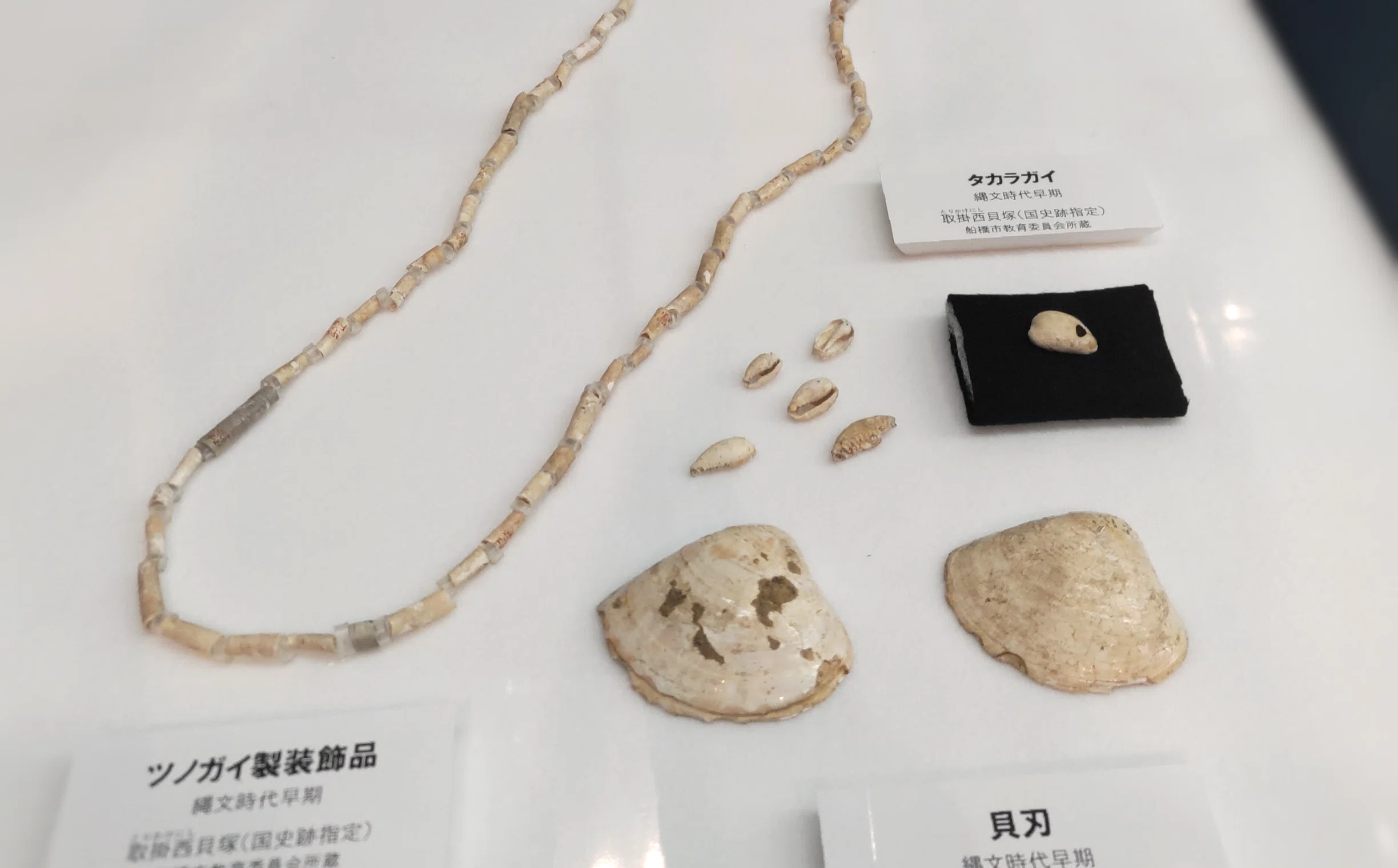 縄文時代の「三種の貝器」 /「貝と人」展から｜縄文ライター のんてり