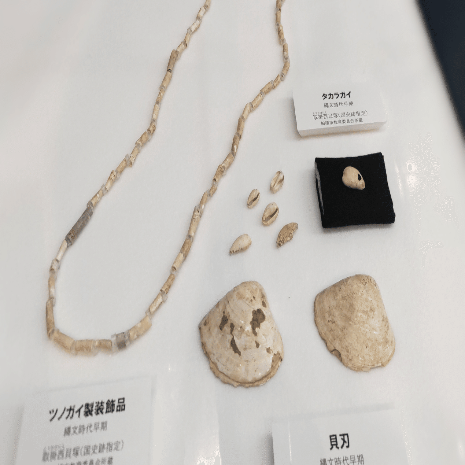 縄文時代の「三種の貝器」 /「貝と人」展から｜のんてり