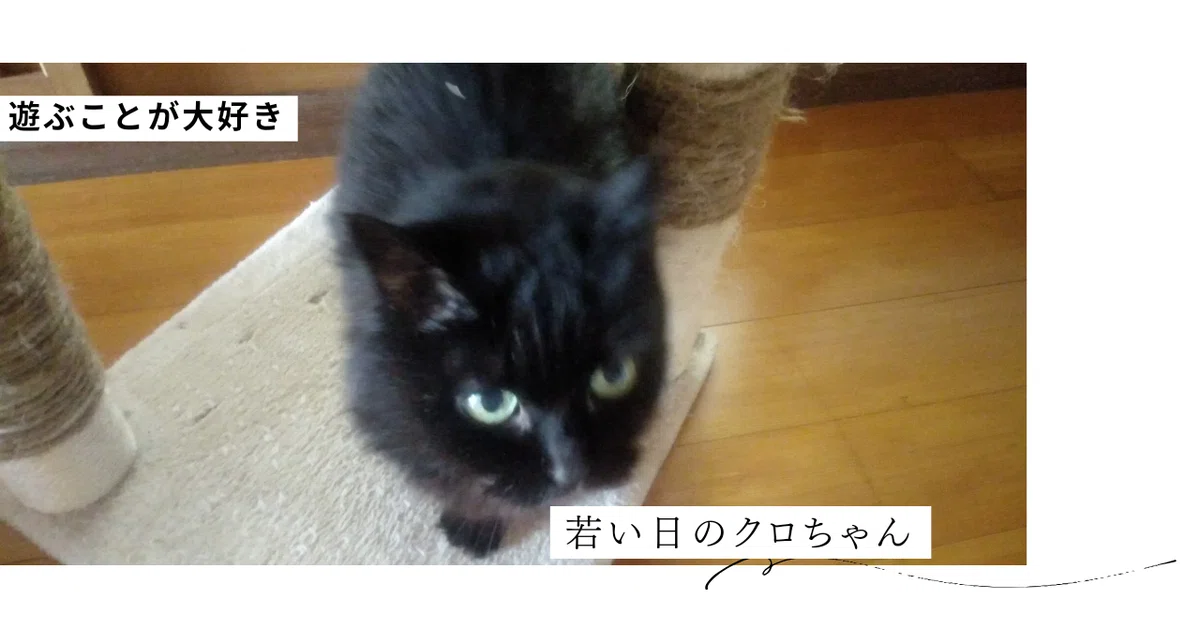 我が家のにゃんこ｜sayakapm0329
