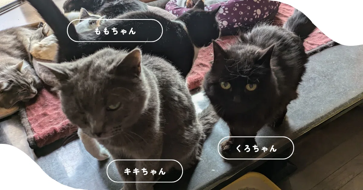我が家のにゃんこ｜sayakapm0329