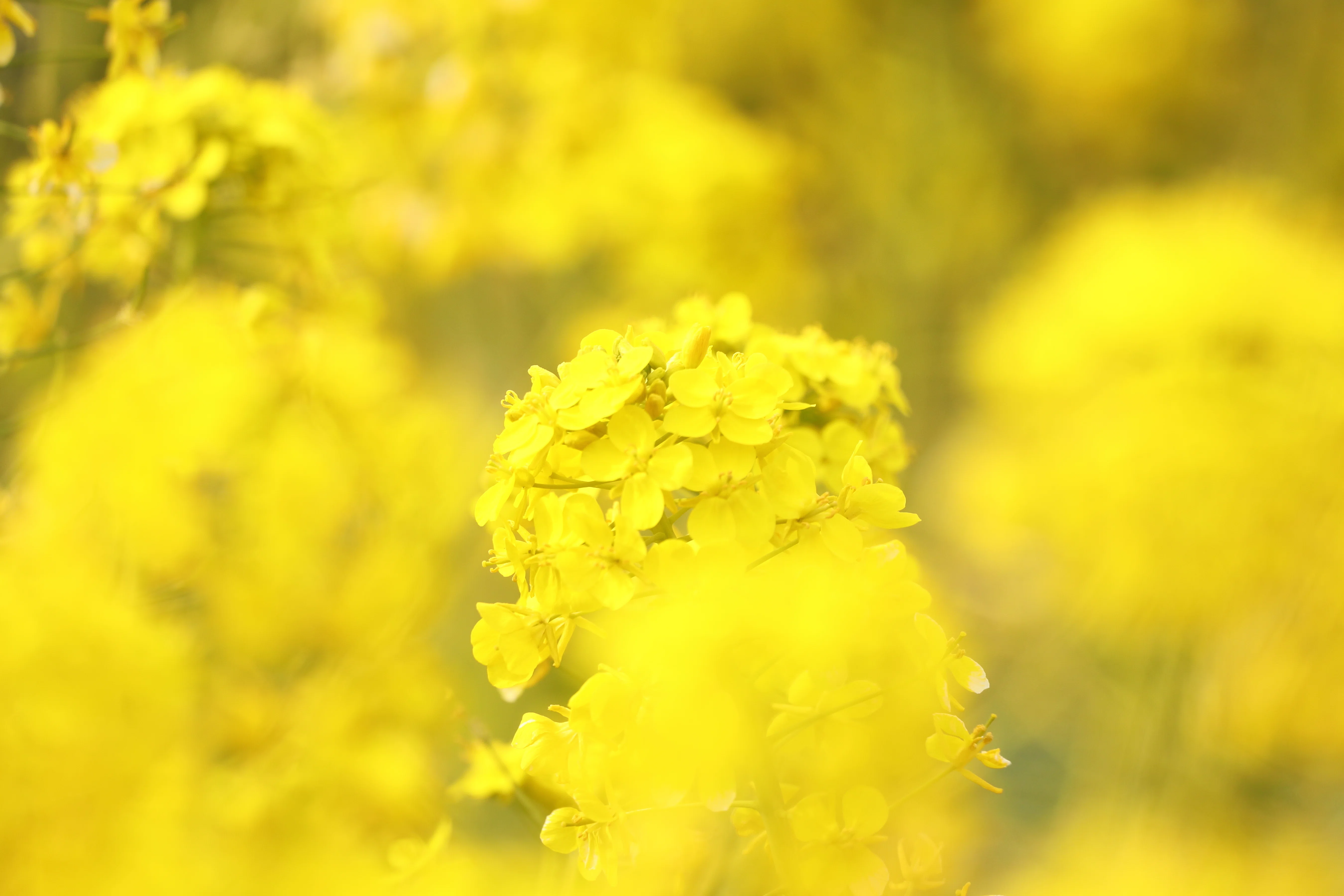 Stroll & Snaps Vol. 111: 界隈の彩 - 菜の花｜Strolling Ricky