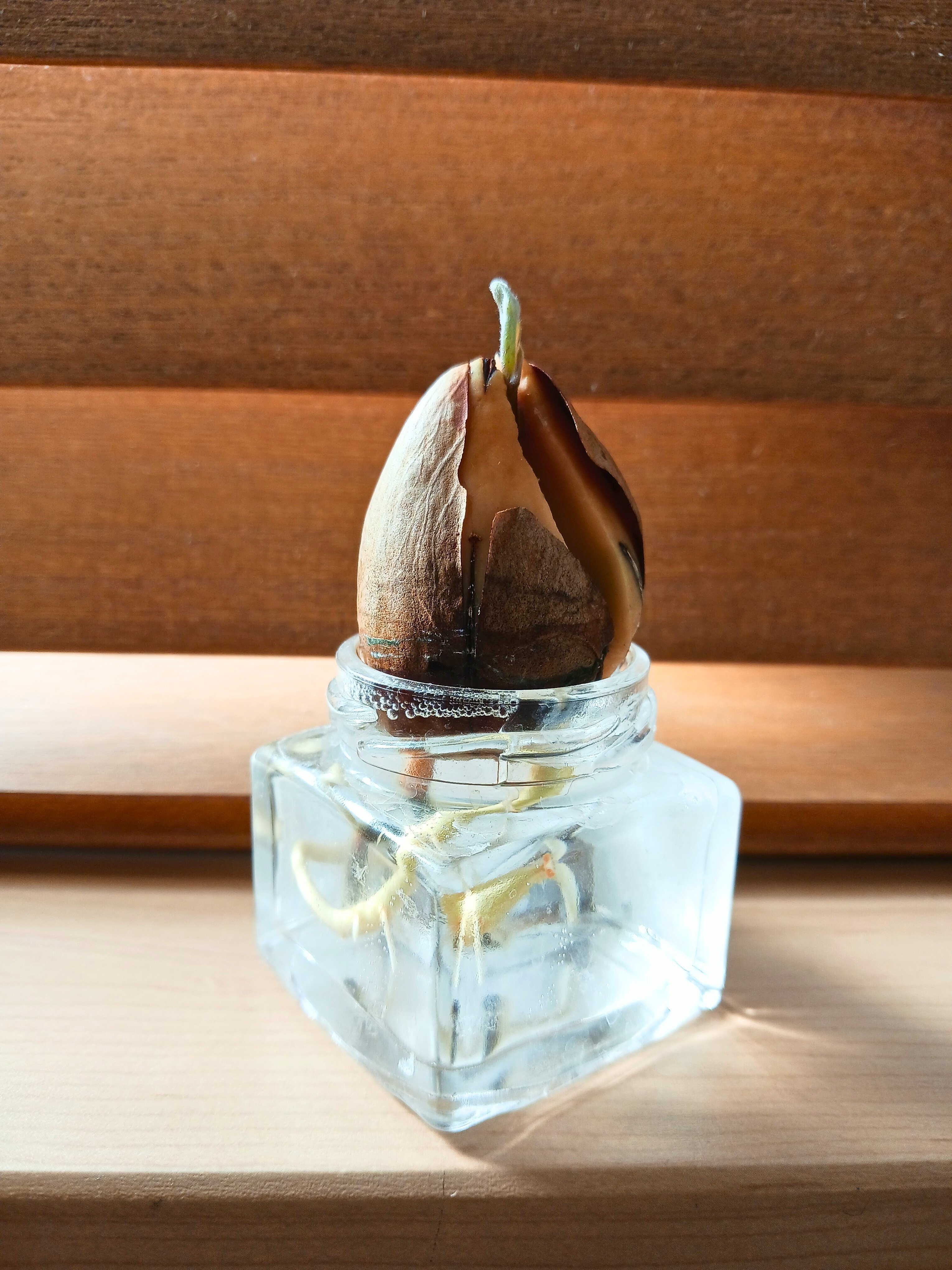 趣味】スーパーのアボカドを種から育てる｜ゆうひ