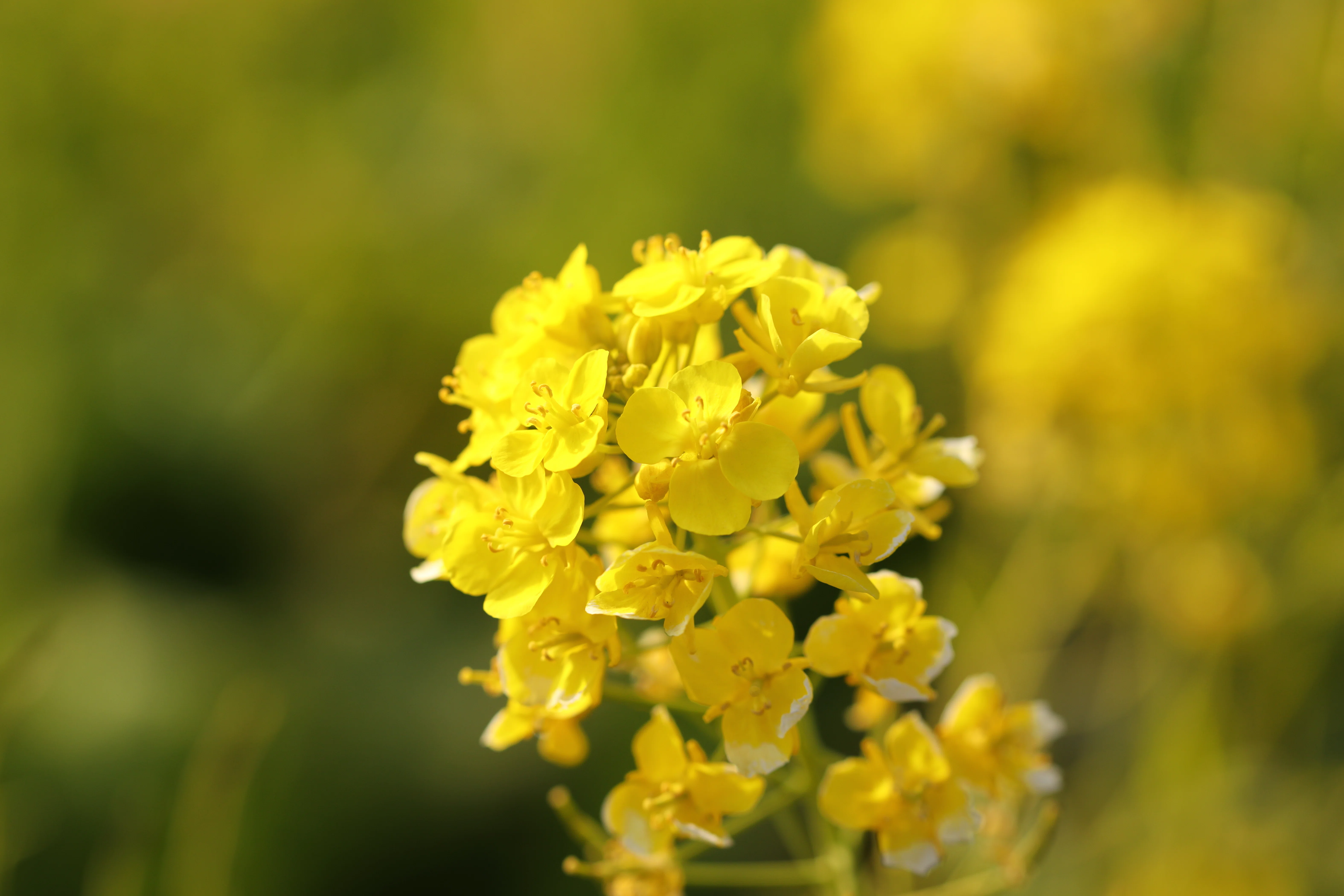 Stroll & Snaps Vol. 111: 界隈の彩 - 菜の花｜Strolling Ricky