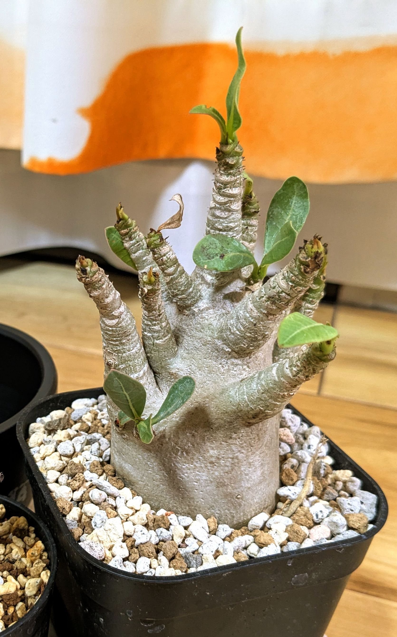 腐】アデニウムアラビカム｜木村はるか｜ナレーター・作家