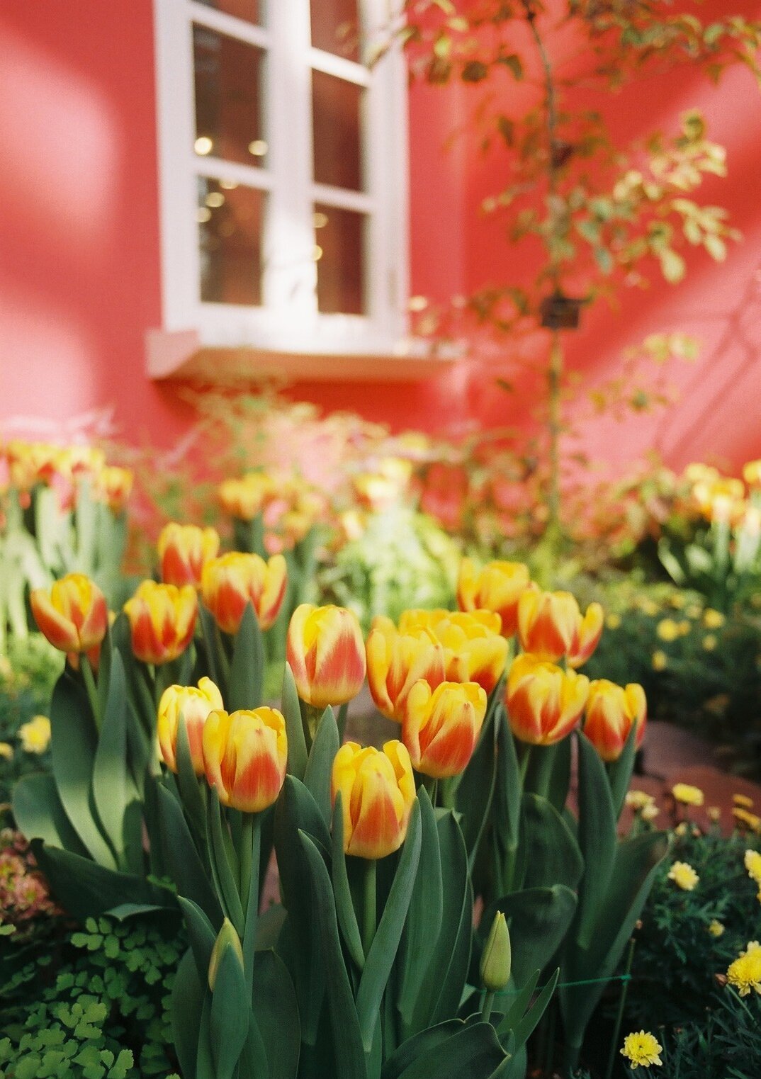 OLYMPUS OM-10(28mm広角レンズ)の撮影見本｜ごん色カメラ