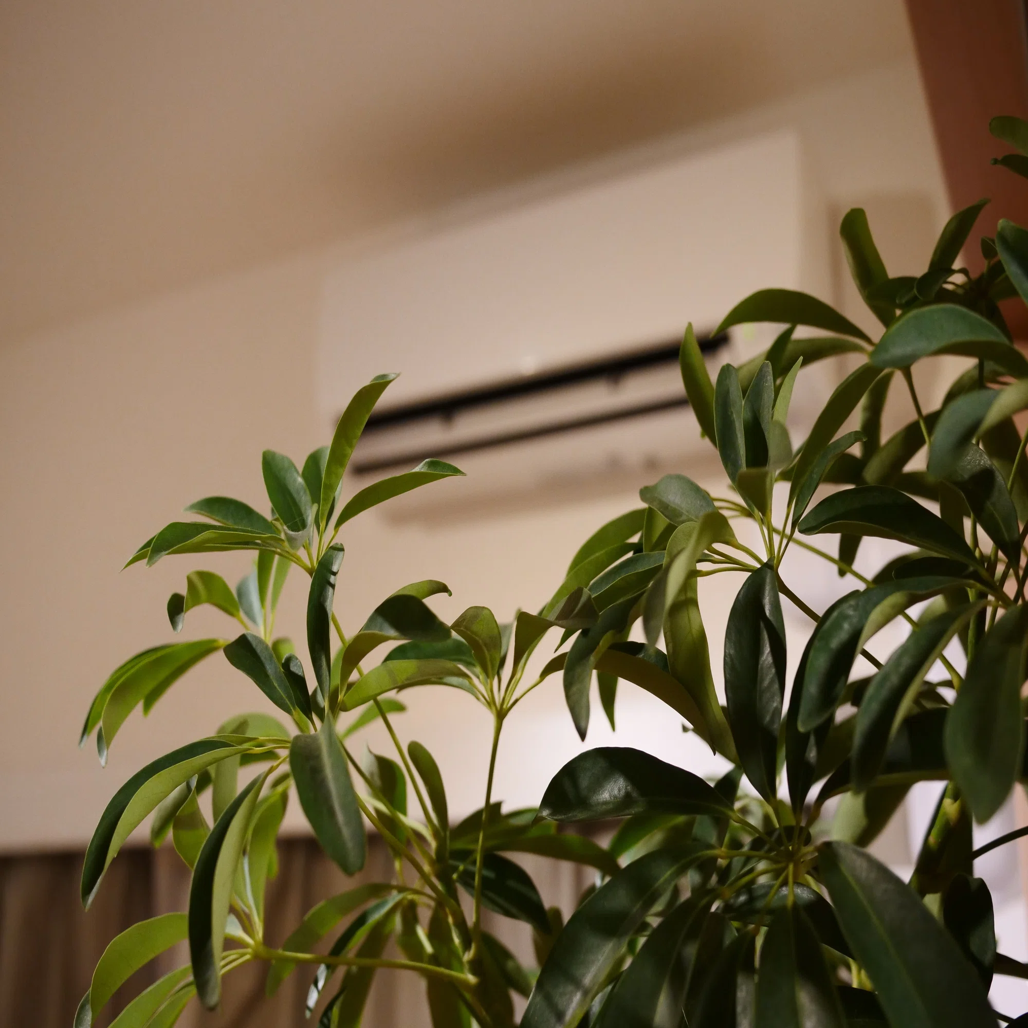 観葉 植物 冷房