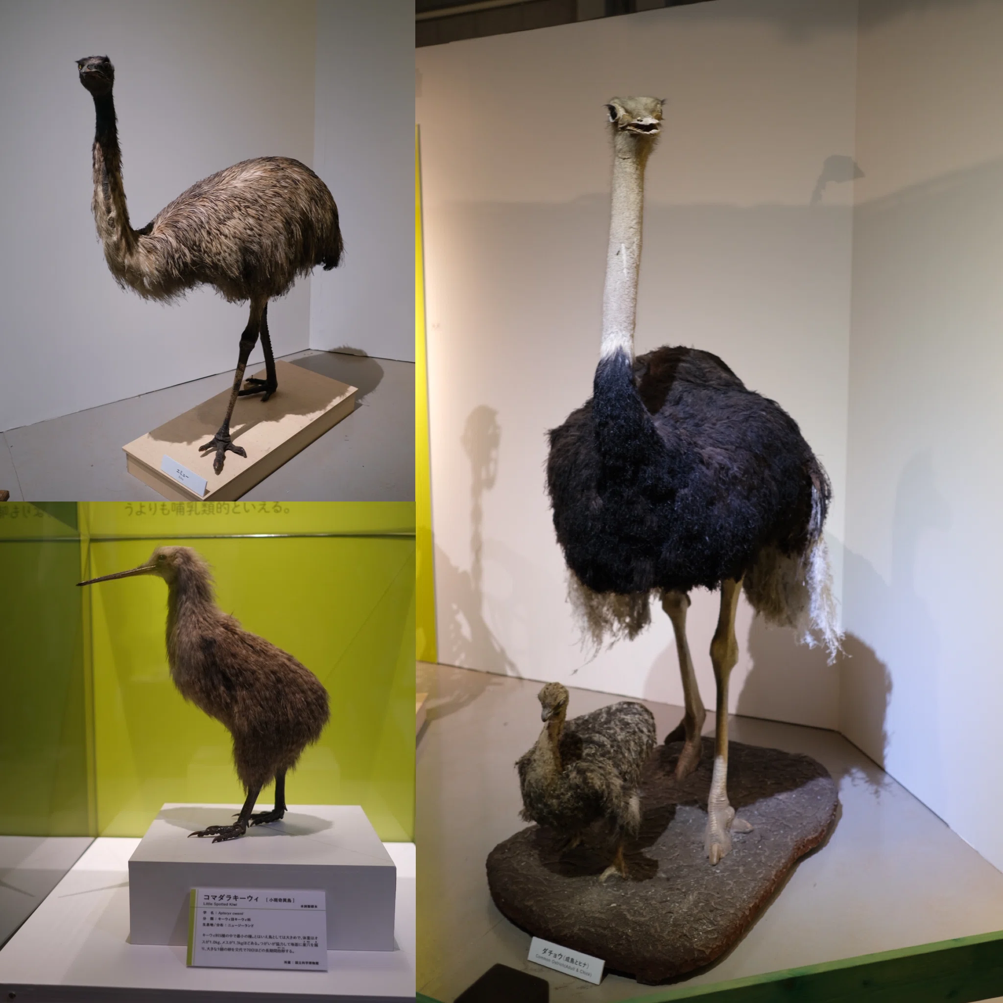 鳥類 ダチョウ 骨格 BIRDER SPECIAL 鳥の骨格標本図鑑