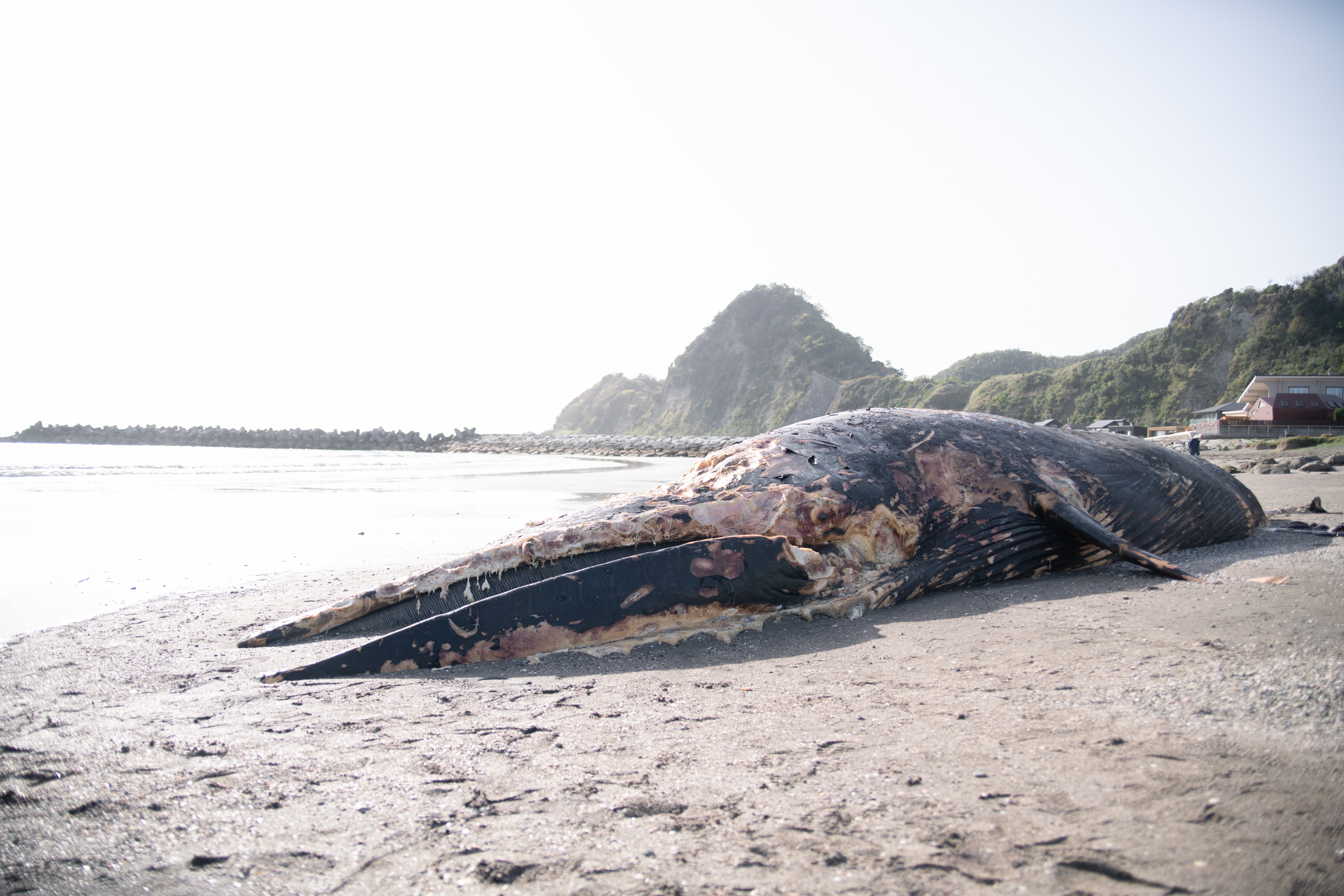 鯨への憧憬と徳之島｜佐藤 宏樹