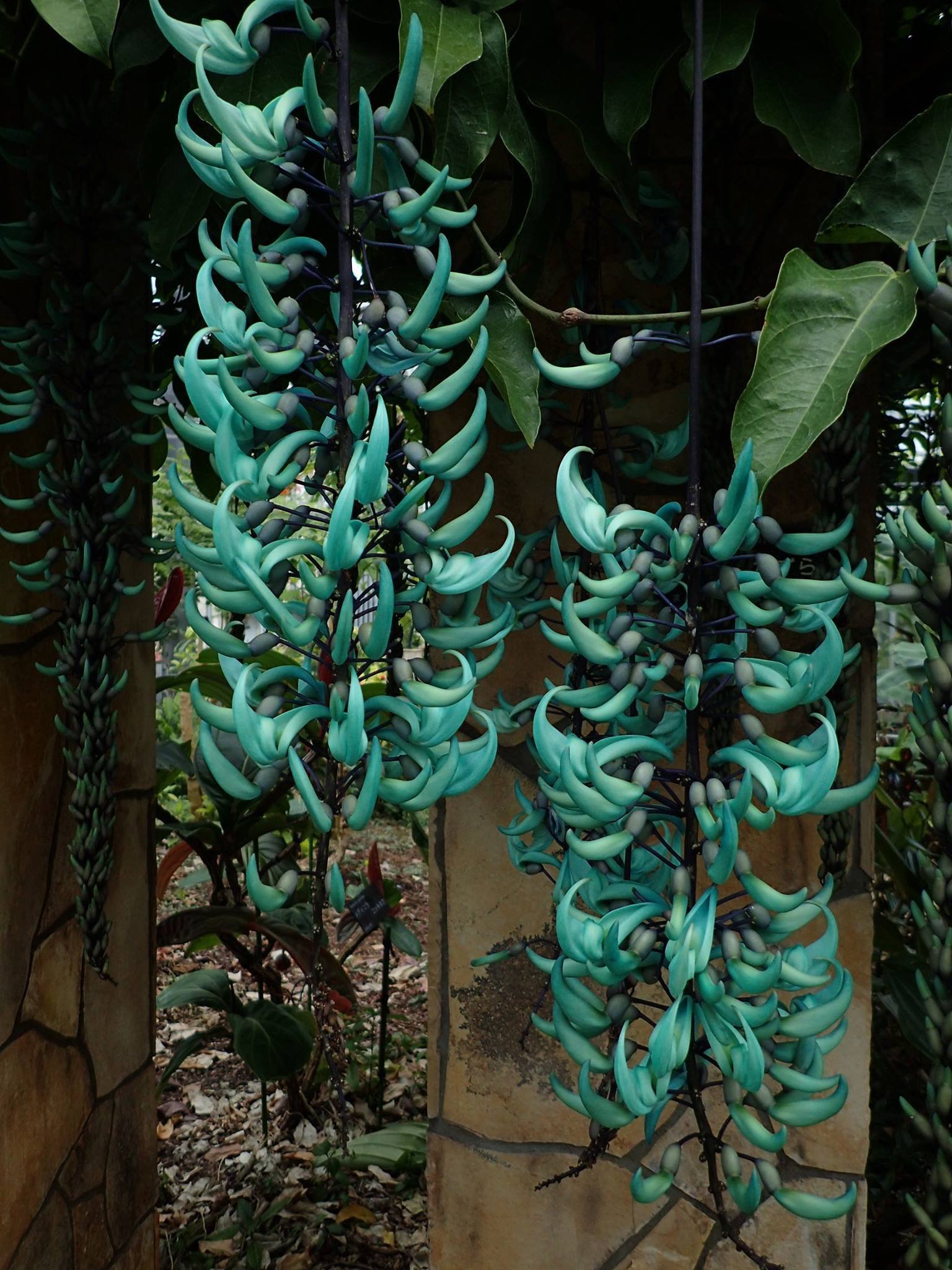 翡翠の花 花の名は。Vol.28｜新井裕之（StudioA）