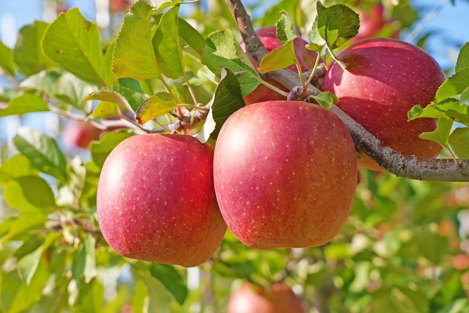 日本農業 最先端の農業技術 × 伝統の青森リンゴ ｜宮泉｜あおもり地酒