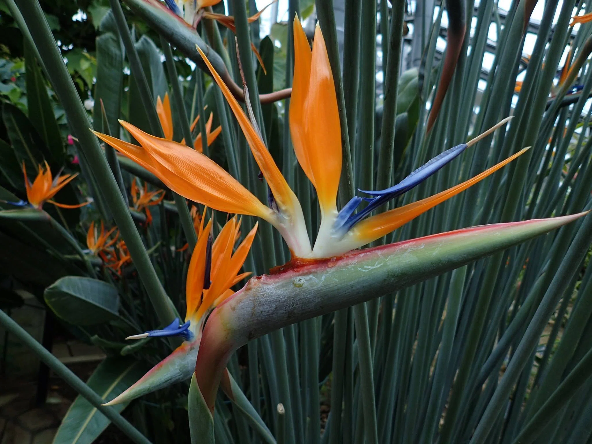 パラゴン　シノワズリ　花鳥　1933-4年 パラゴン シノワズリ 花鳥 1933-4年 パラゴン シノワズリ 花鳥 1933-4