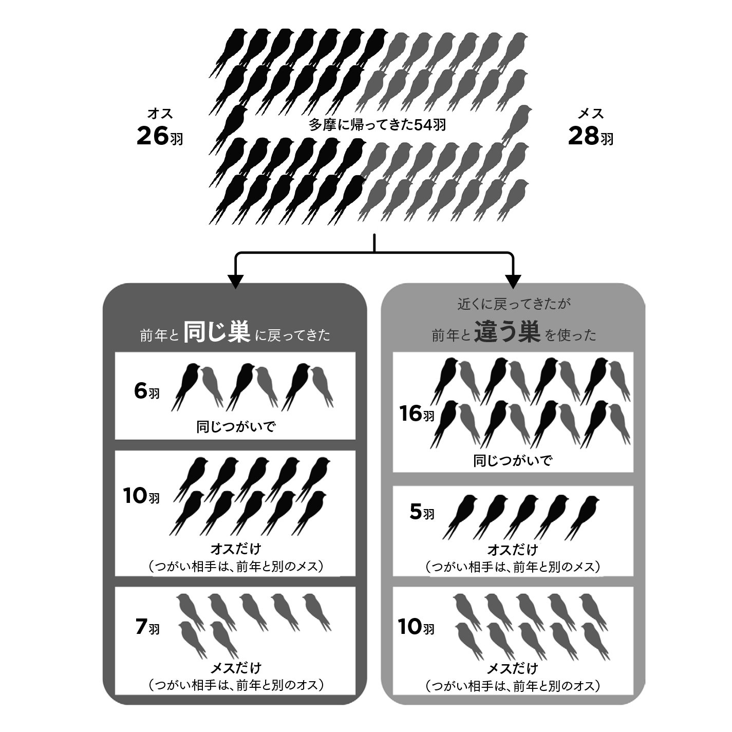 毎年来るツバメは同じツバメか？｜ヤマケイの本