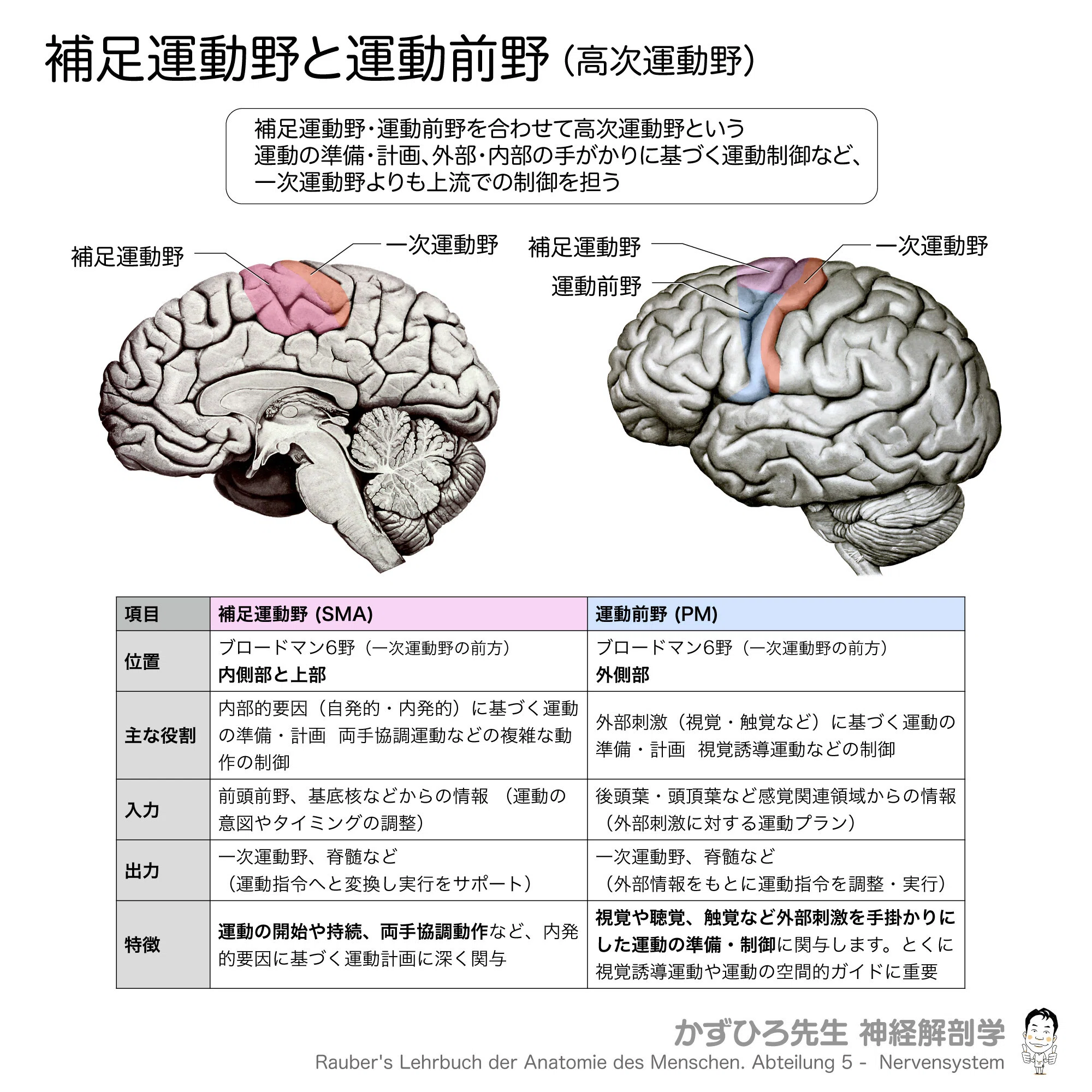 補足運動野（SMA）と運動前野（PM）の徹底解説｜かずひろ先生（黒澤 