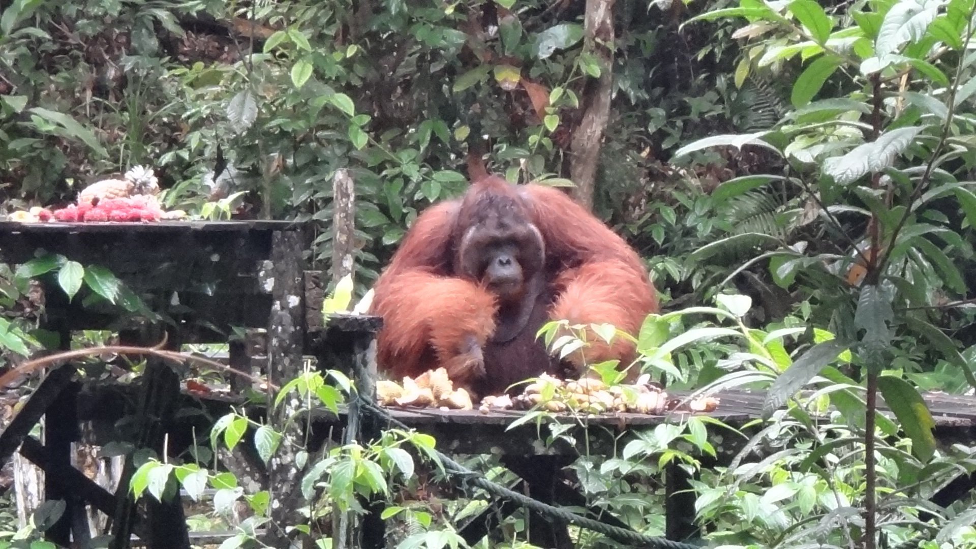 楽園マレーシア】恐怖のオスオランウータン！｜ジョリニーニ